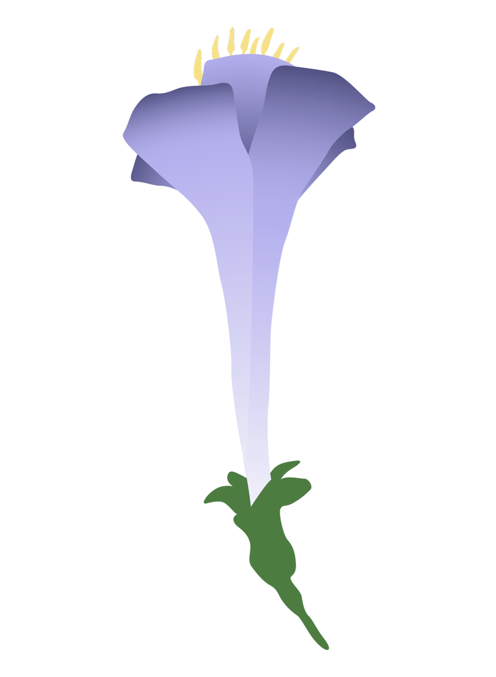 Purple Trumpet Flower