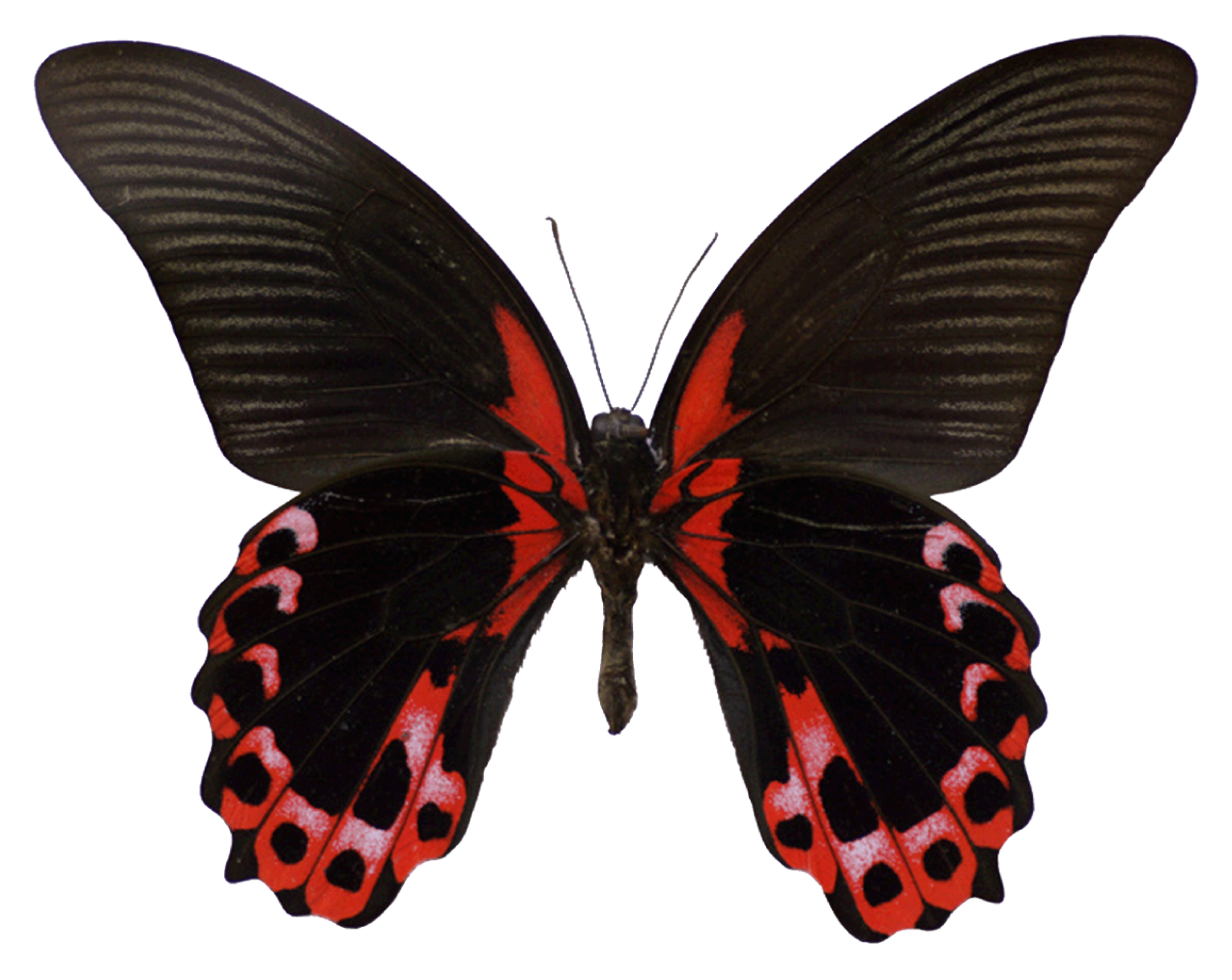 Black and Red Butterfly