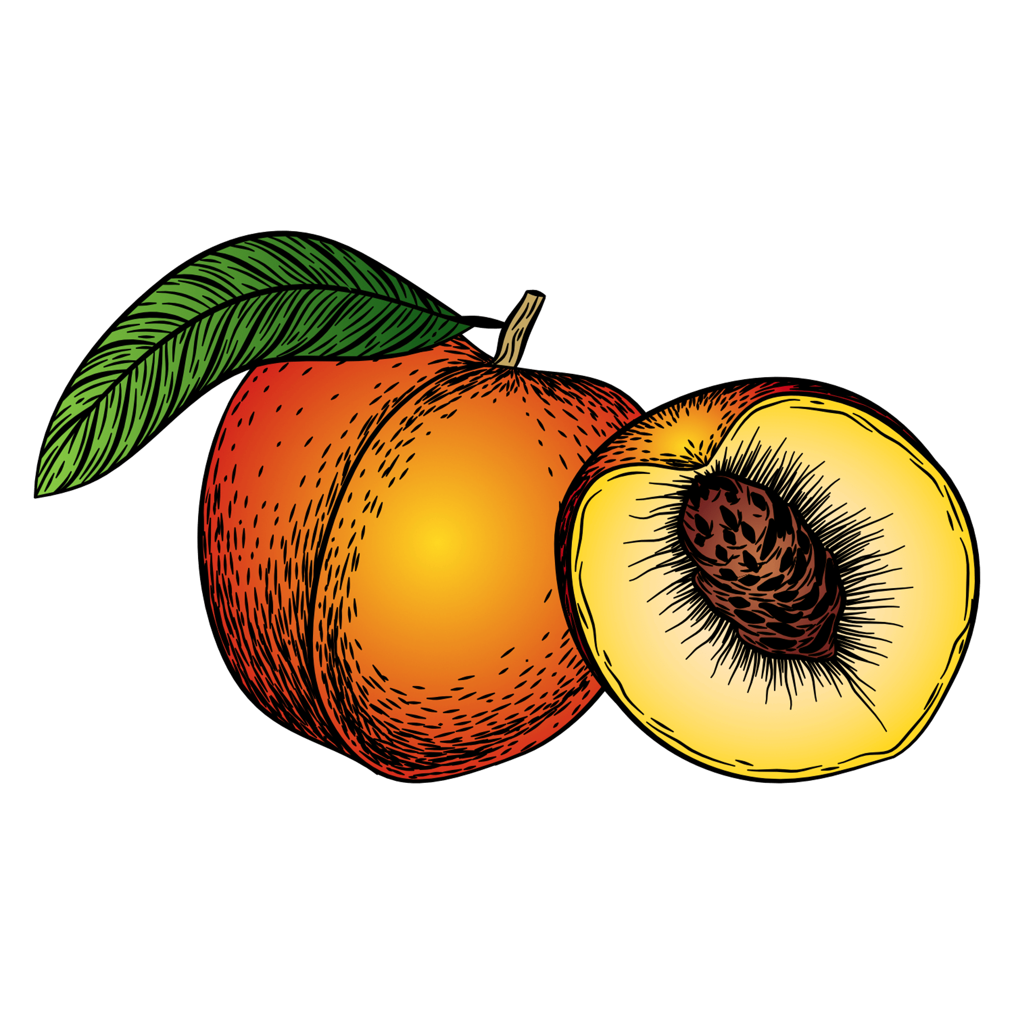 Peach Illustration