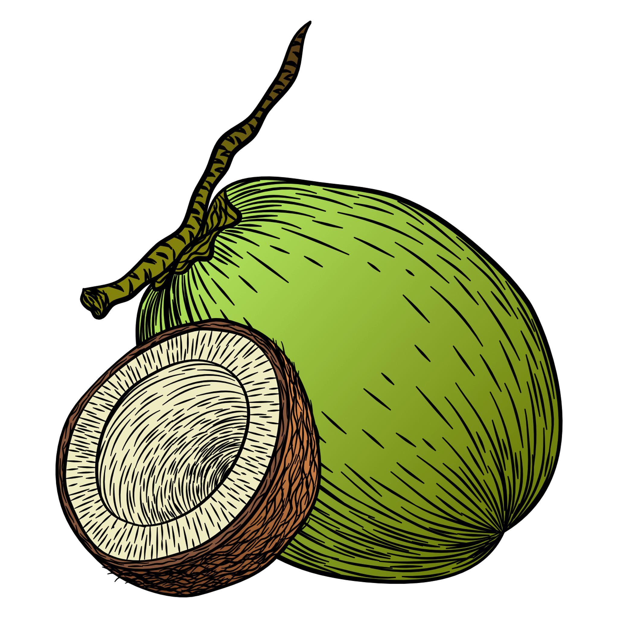 Coconut Illustration