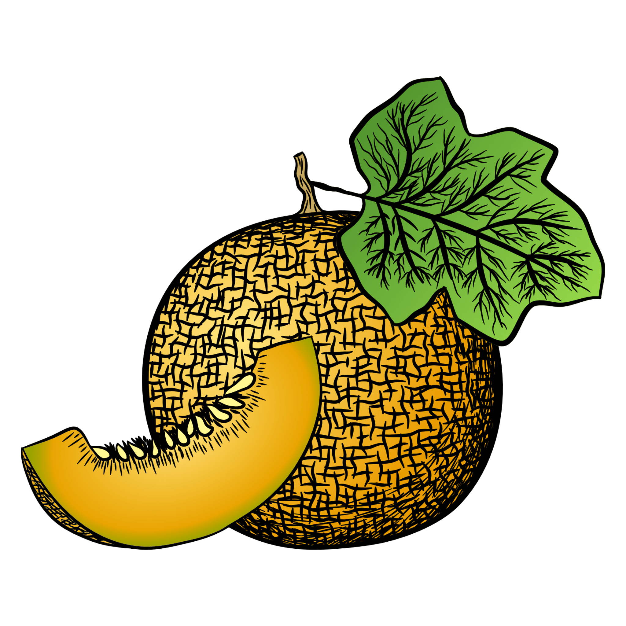 Honey Dew Illustration