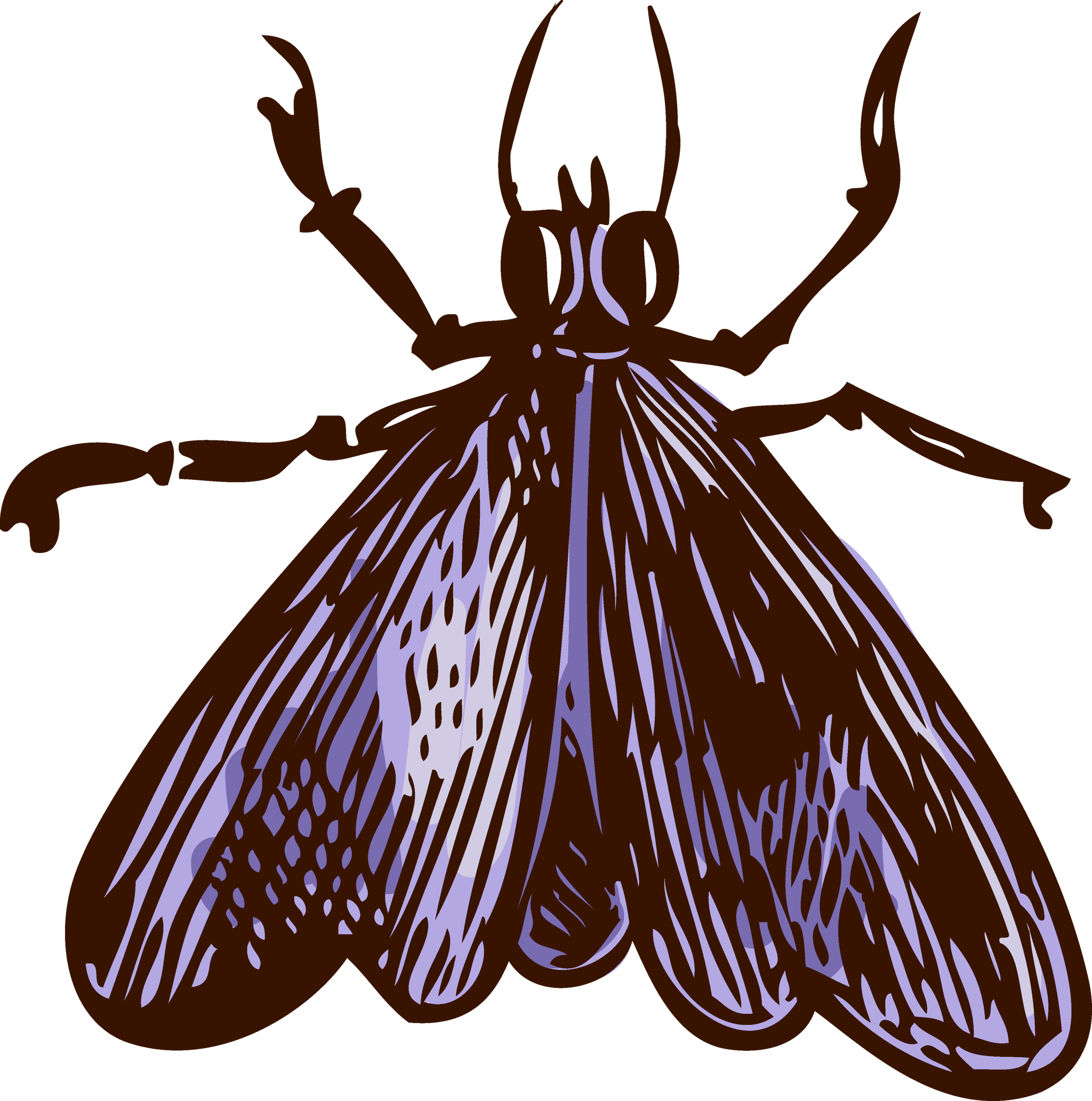 Moth