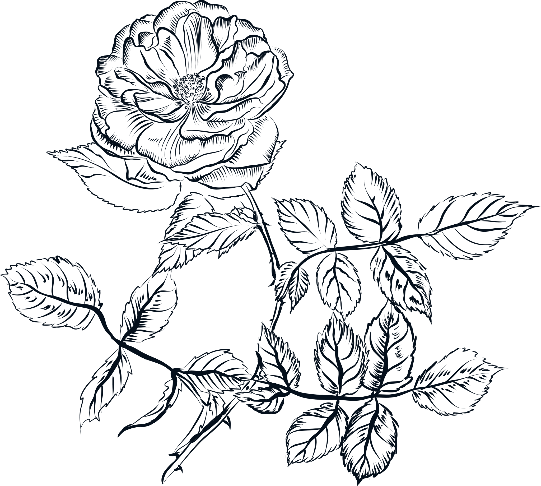 Ink Line Flower Branch