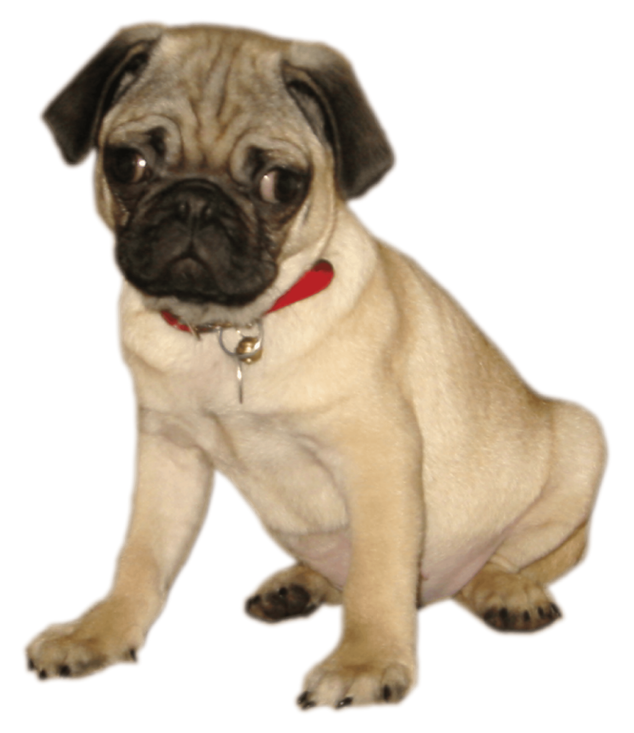 Cooper Pug Puppy