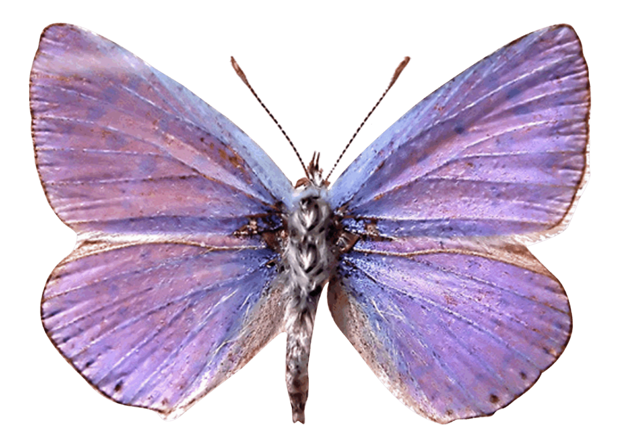 Purple Moth Butterfly