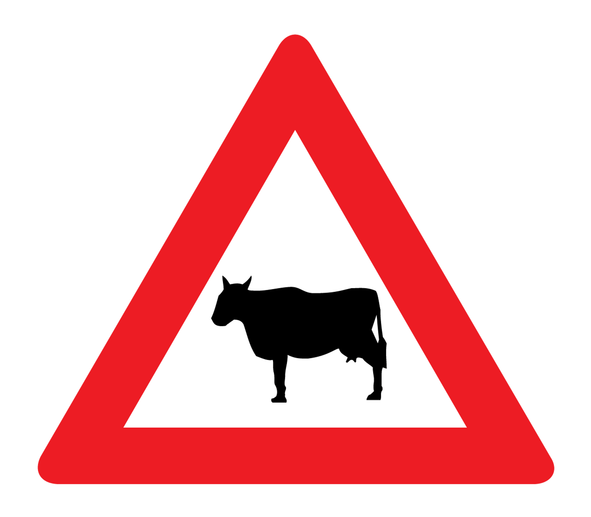 cows