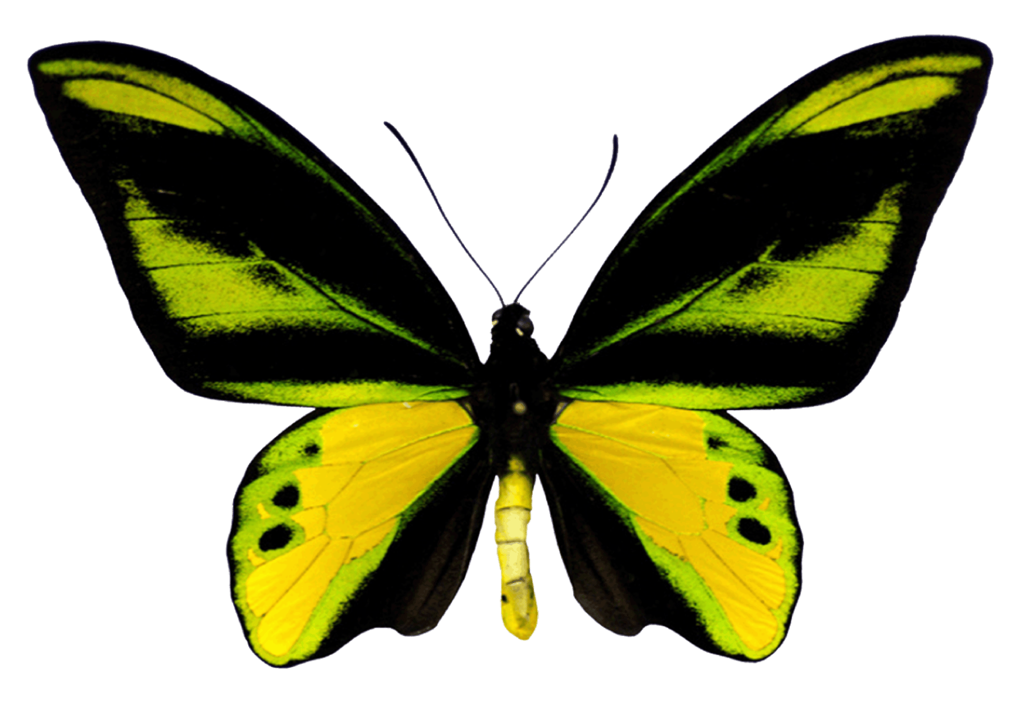 Neon Butterfly