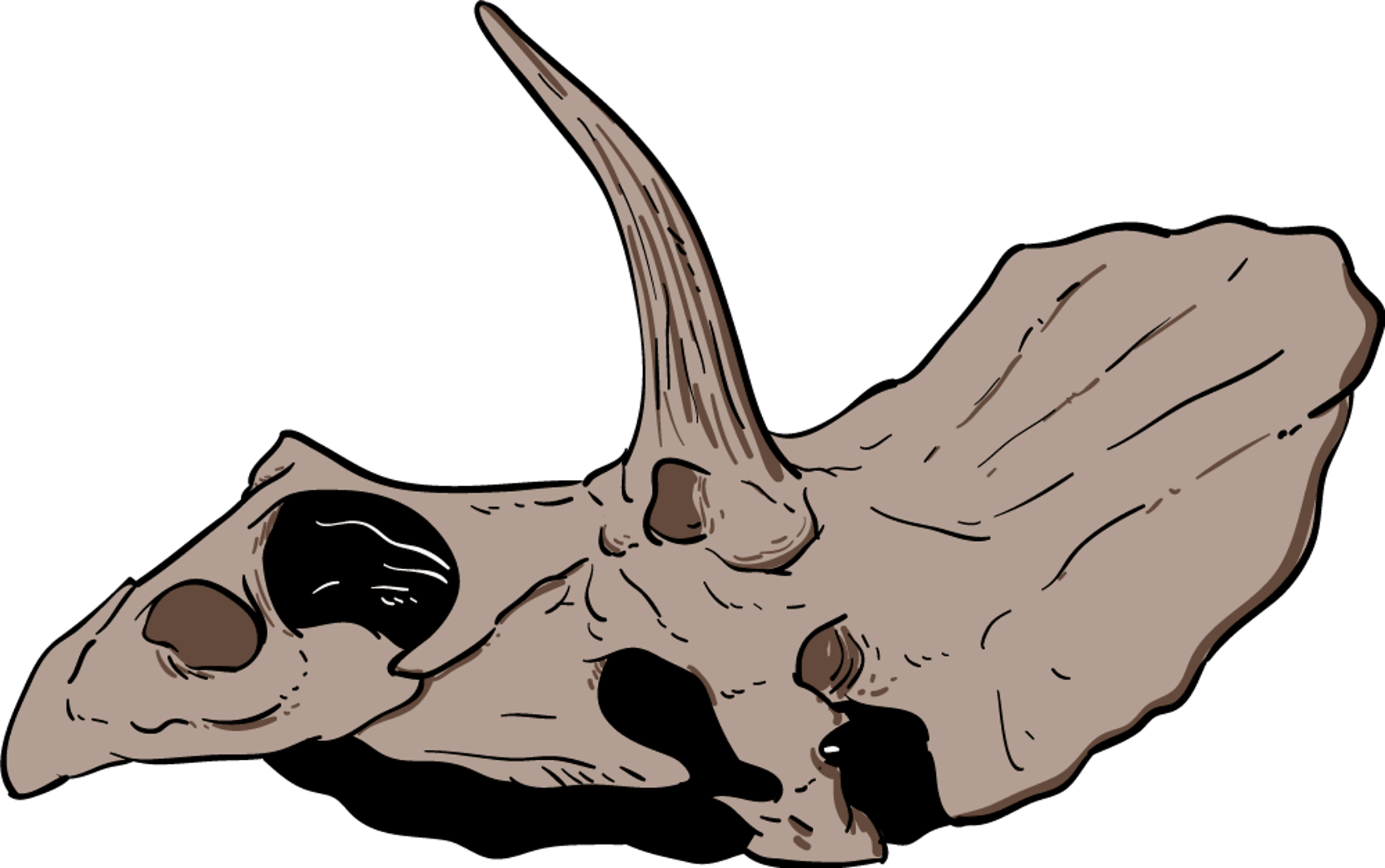 Triceratops Dinosaur Skull
