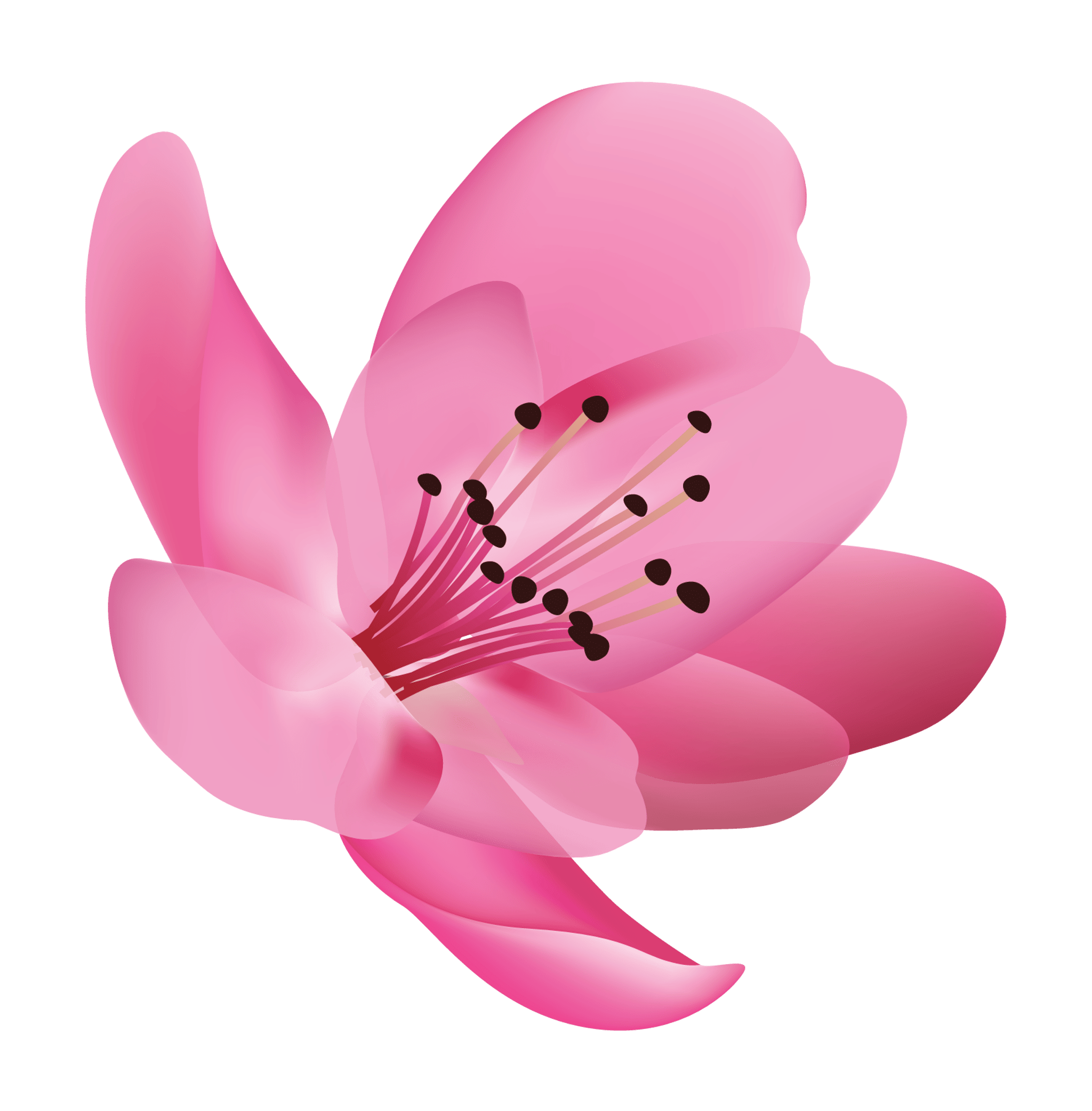 Pink Flower Photo