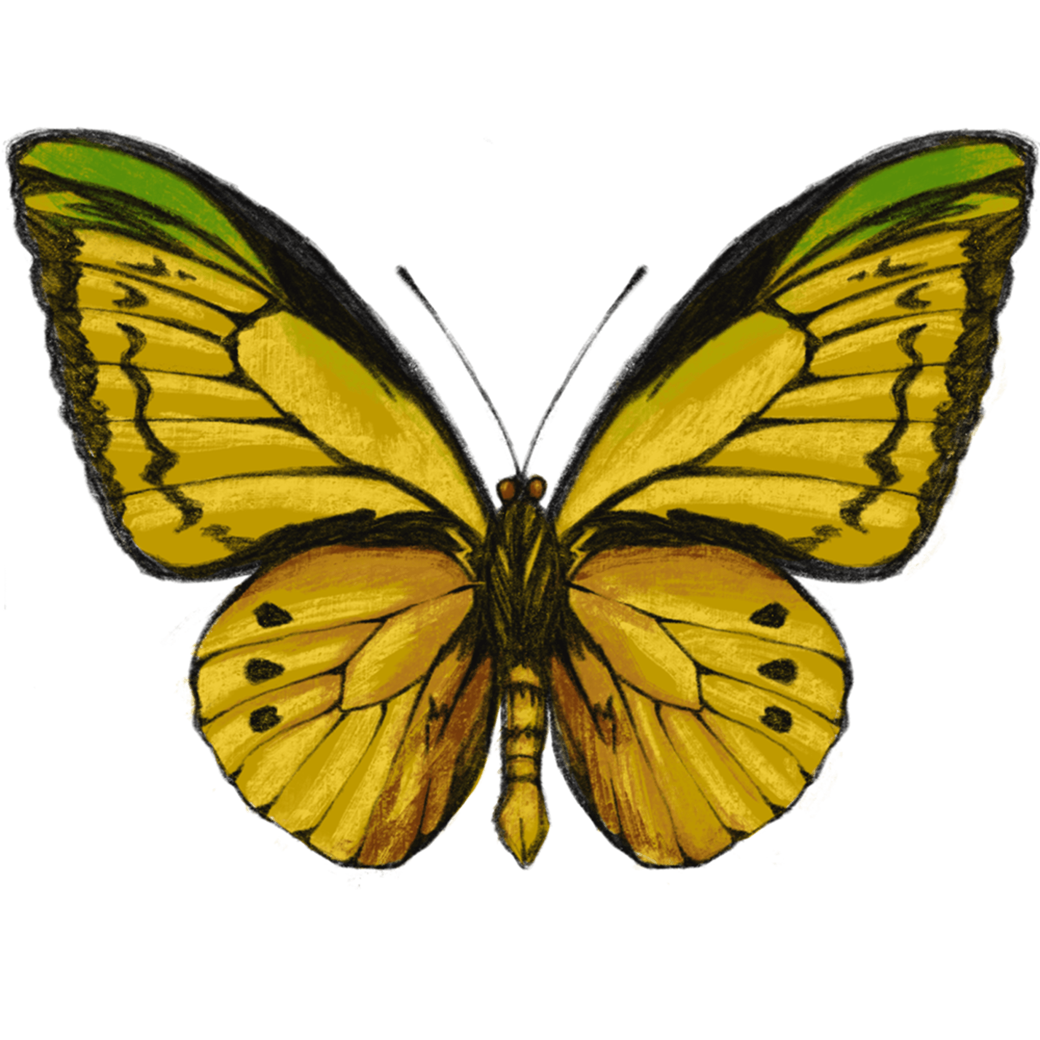 One Yellow Butterfly