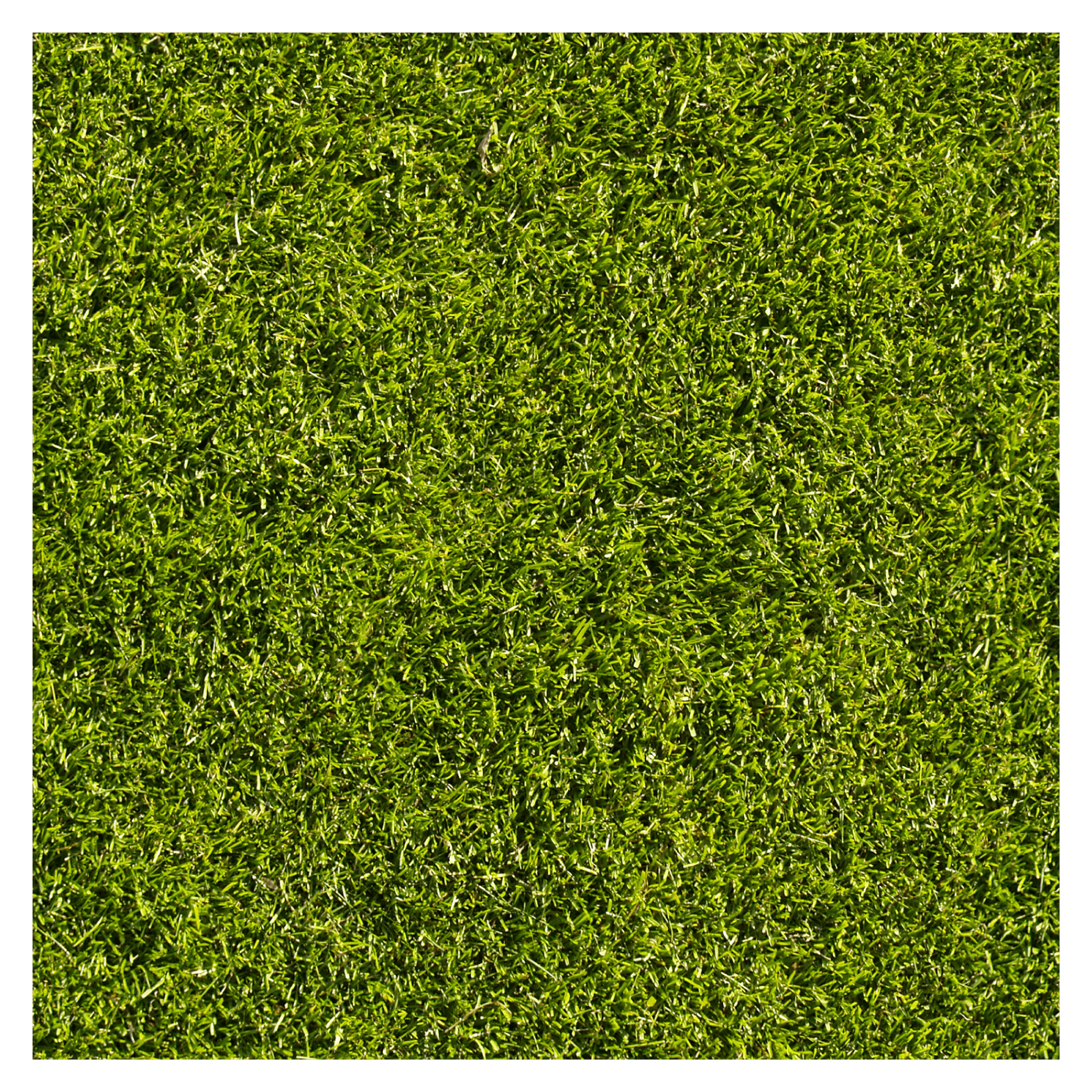 Grass