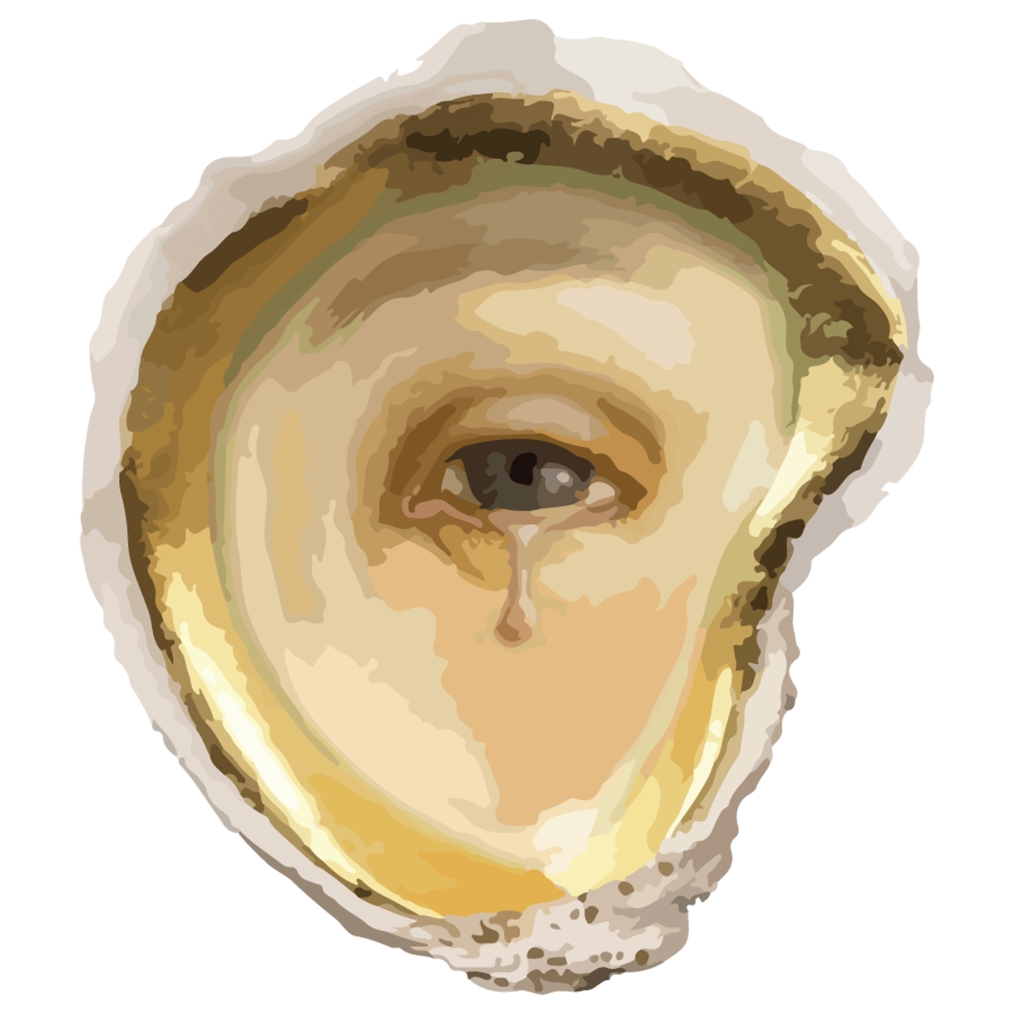 Vanilla Girl Renaissance Oyster