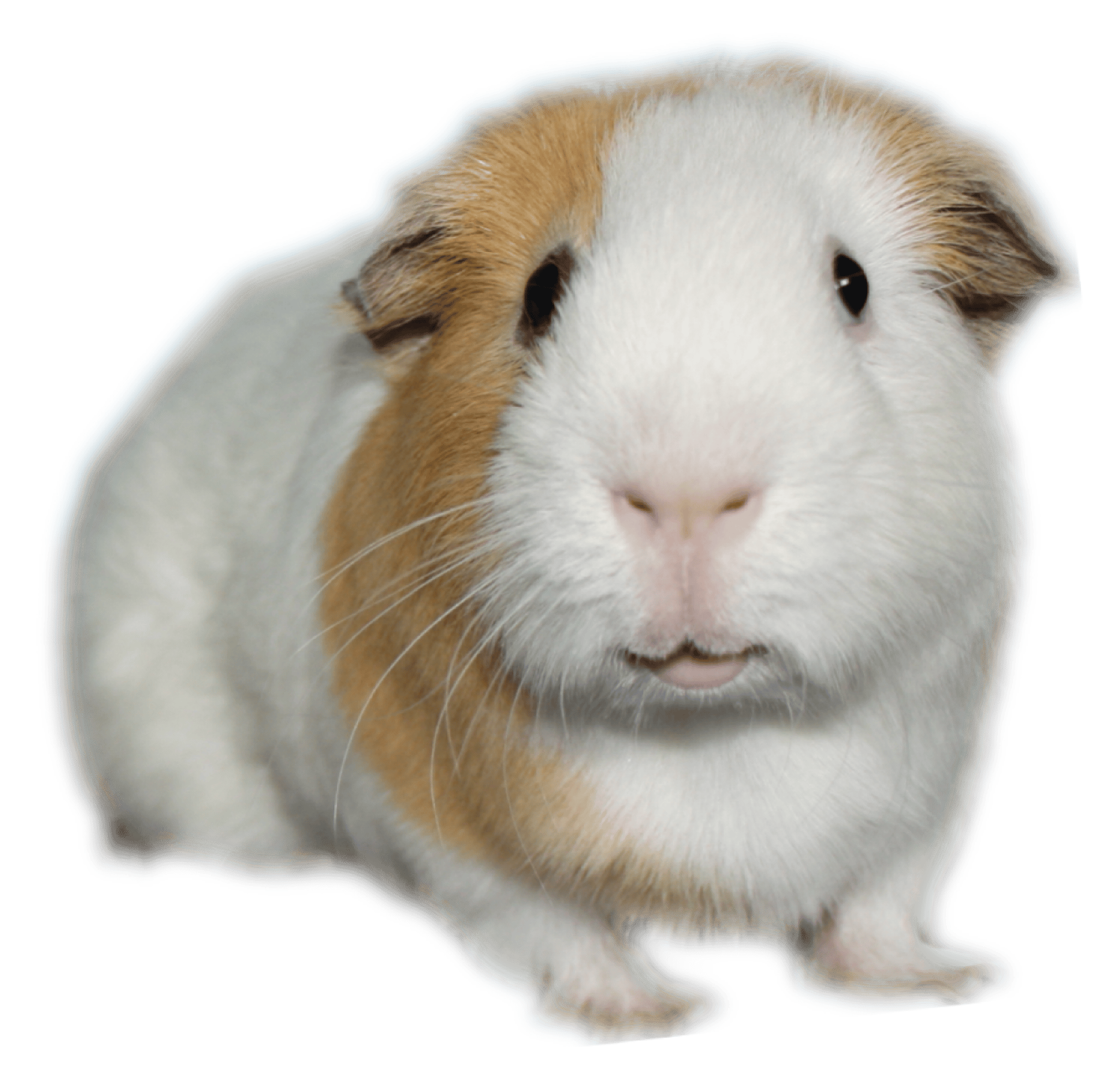 PepeGuineaPig