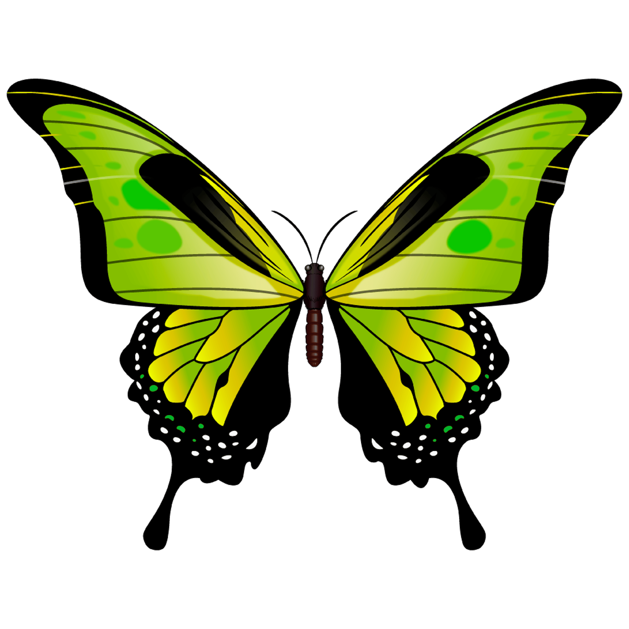 Green Butterfly