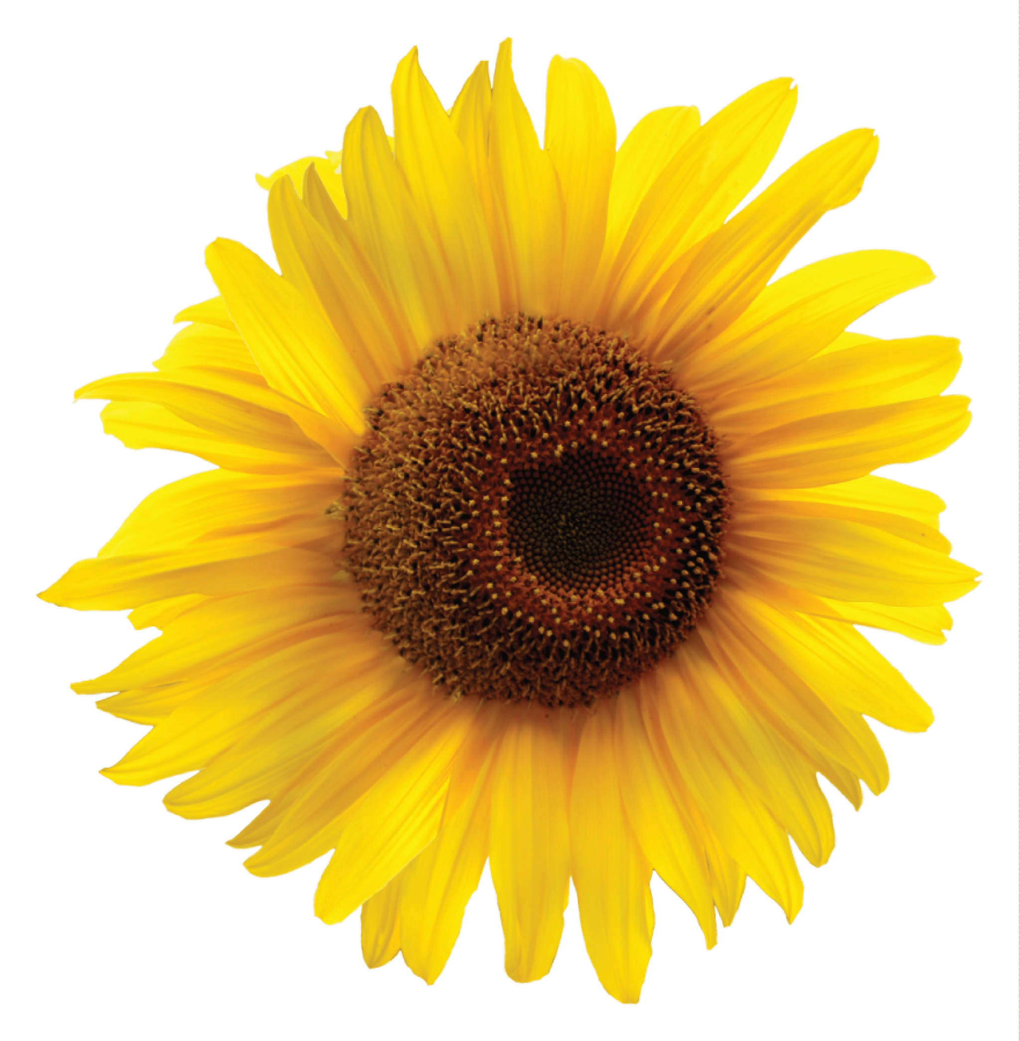 Yellow Sunflower