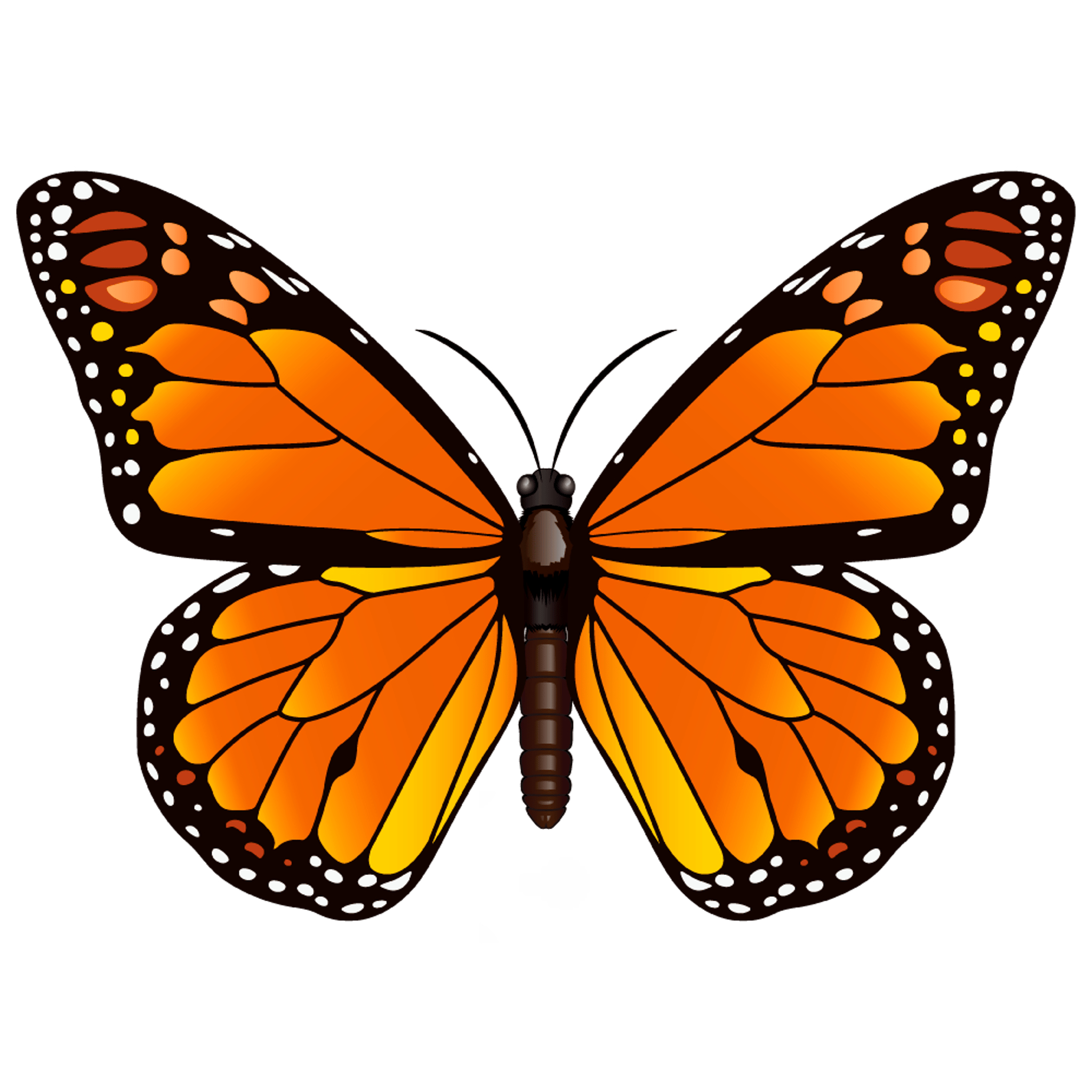 Orange Butterfly 2