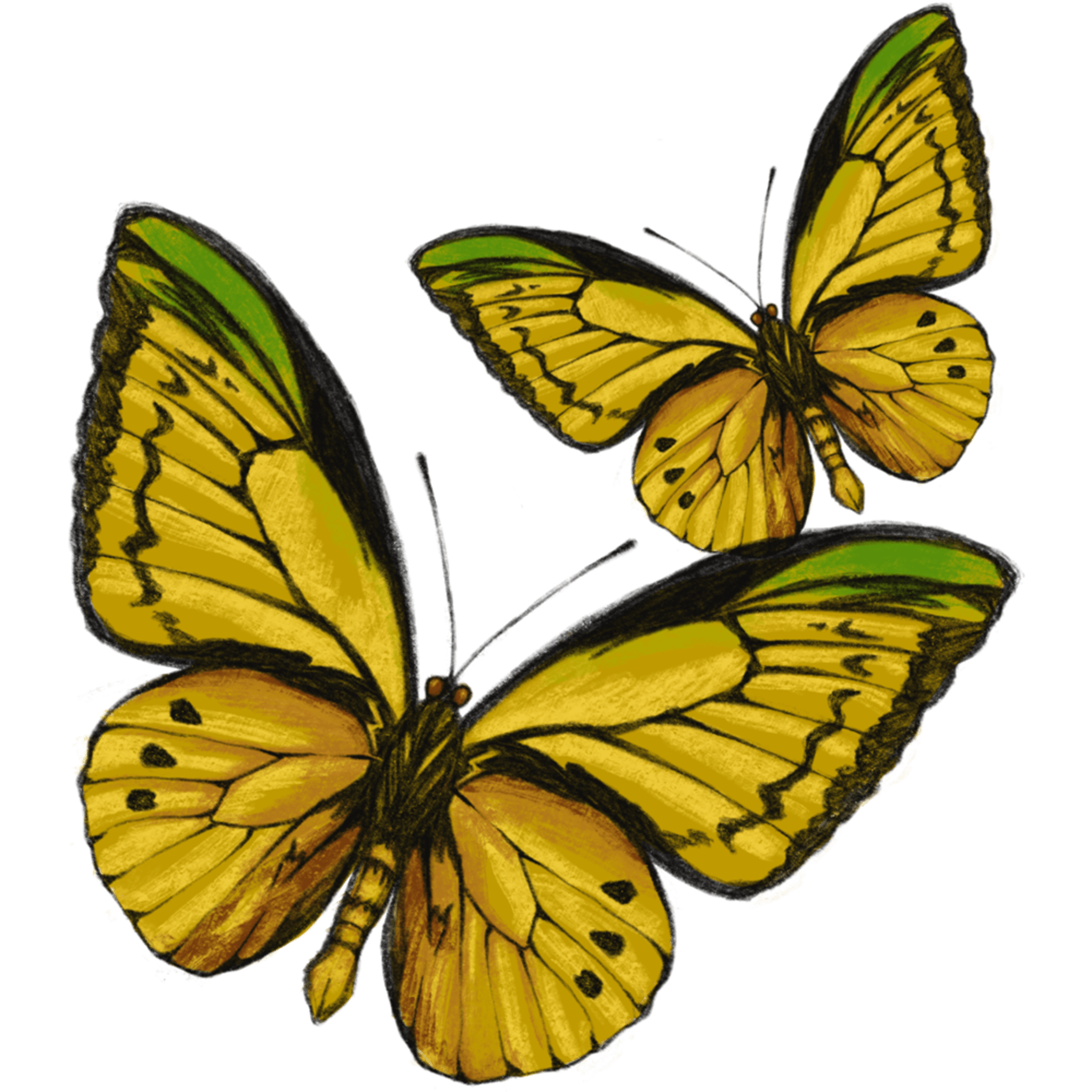 Two Yellow Butterflies