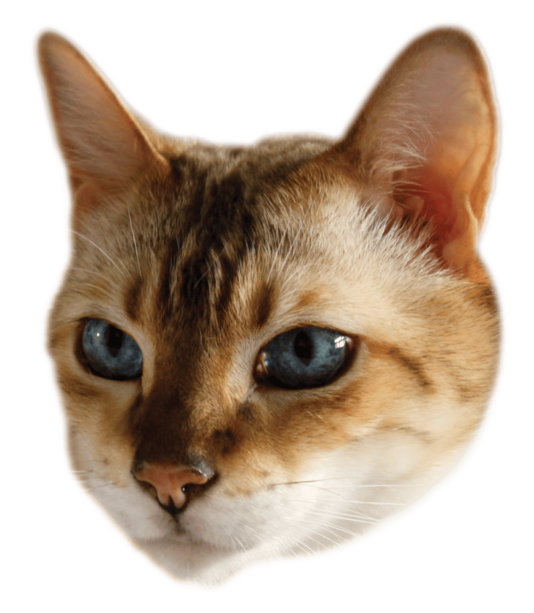 WasabiCat