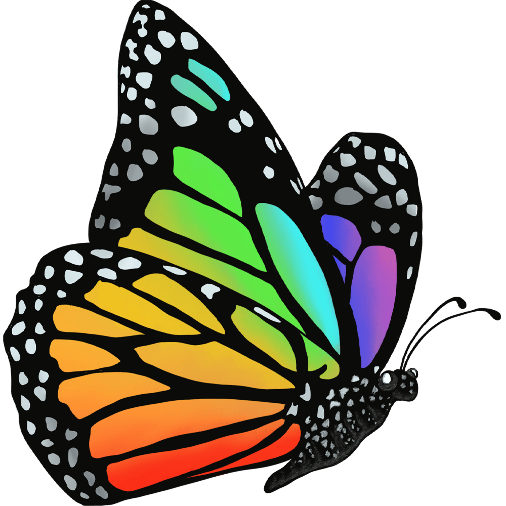 Rainbow Butterfly