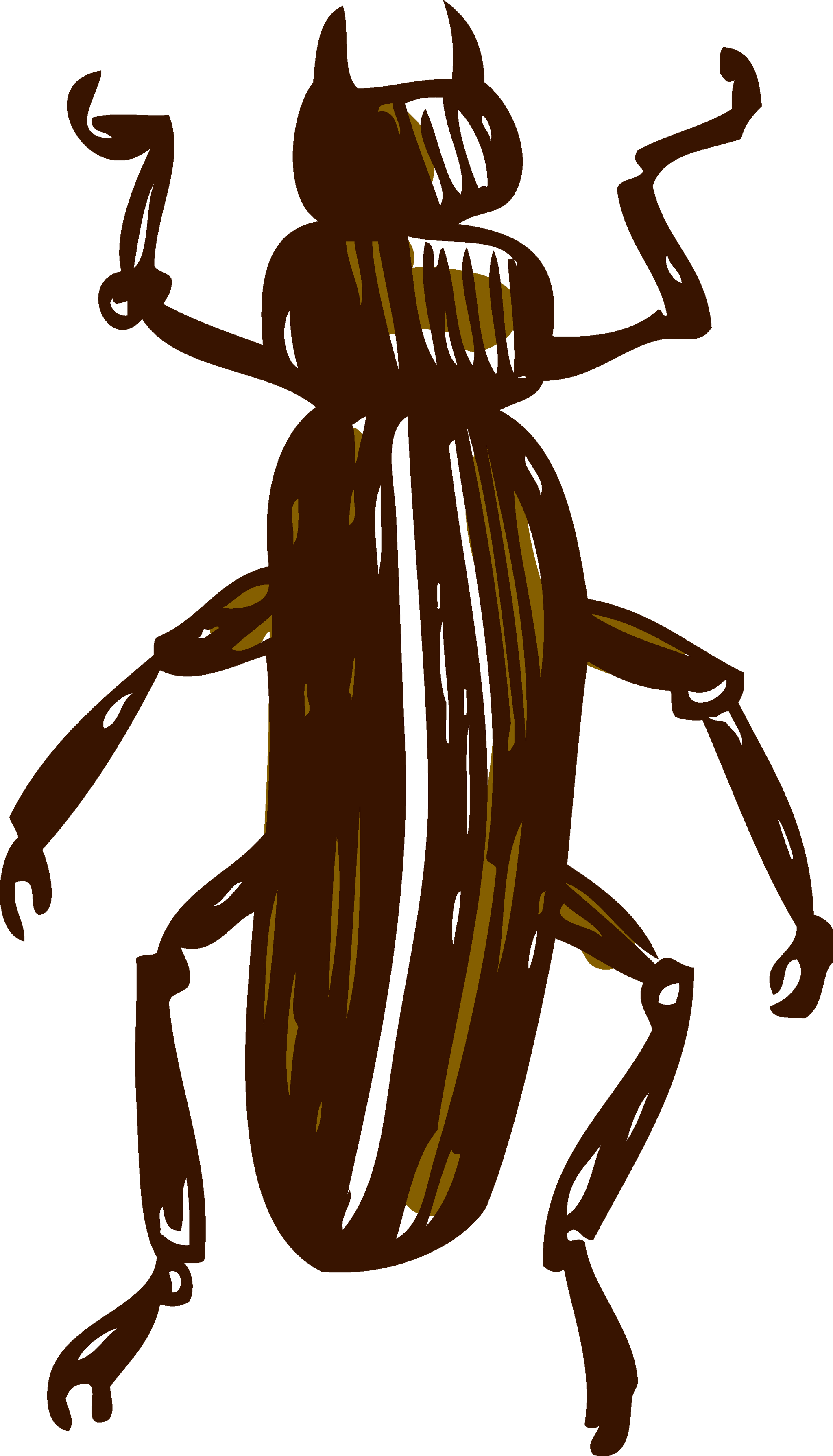 Long Beetle
