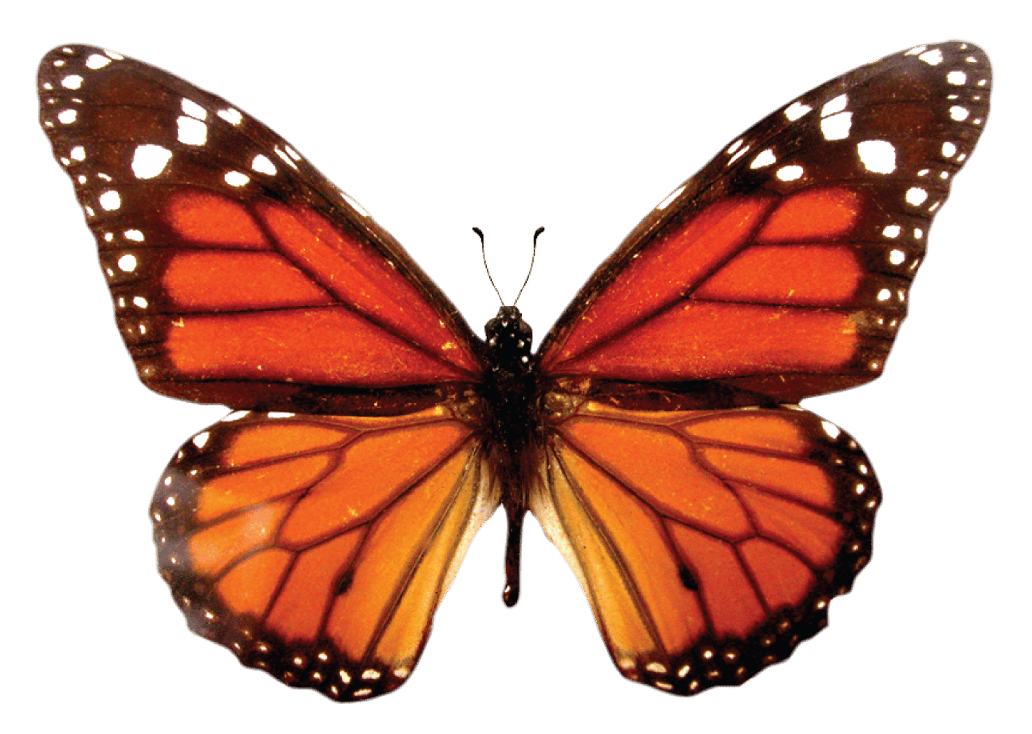 Monarch Butterfly