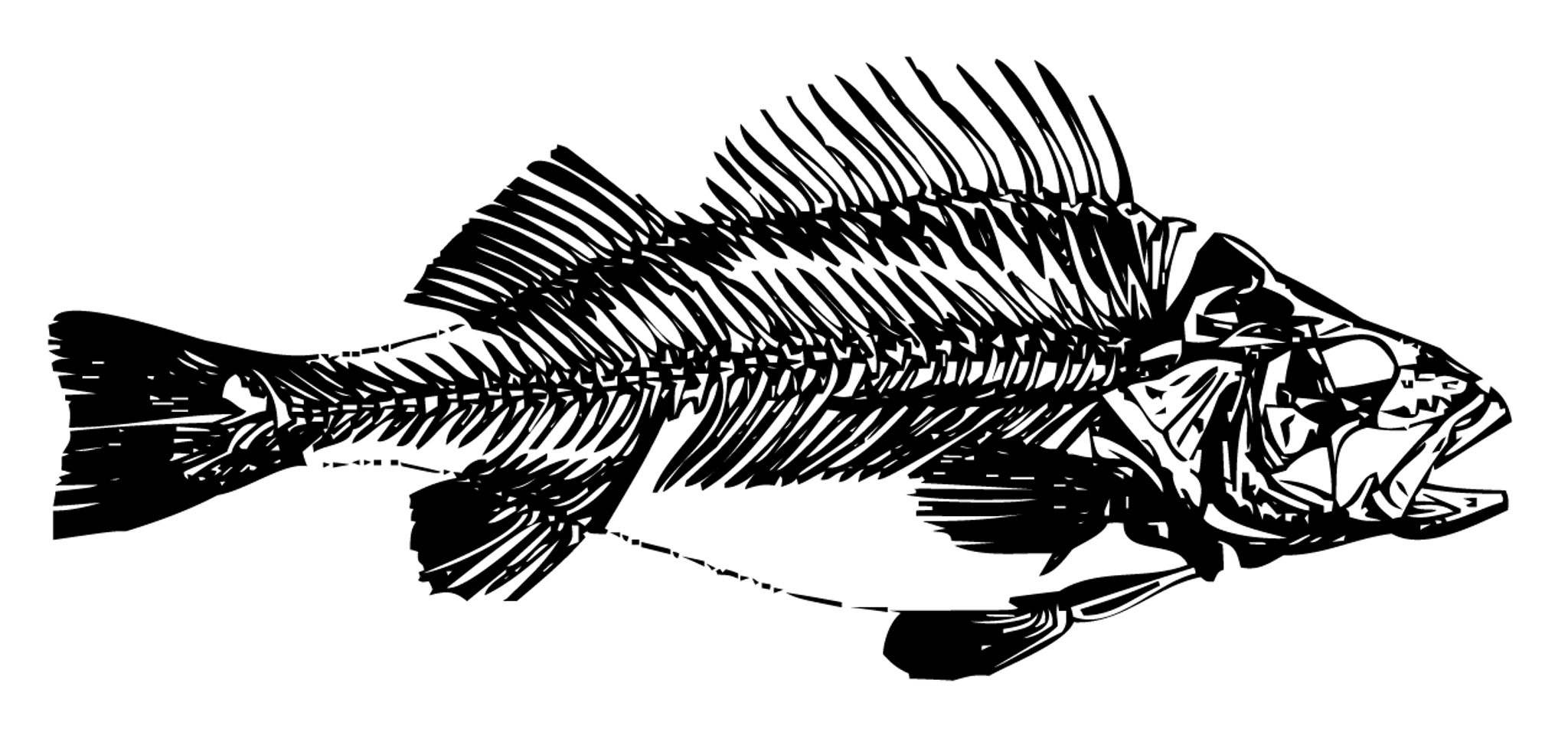 MP_Fish