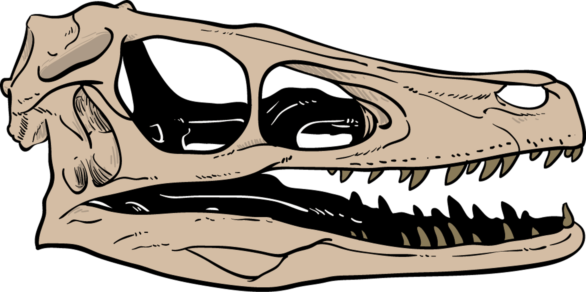 Raptor Dinosaur Skull