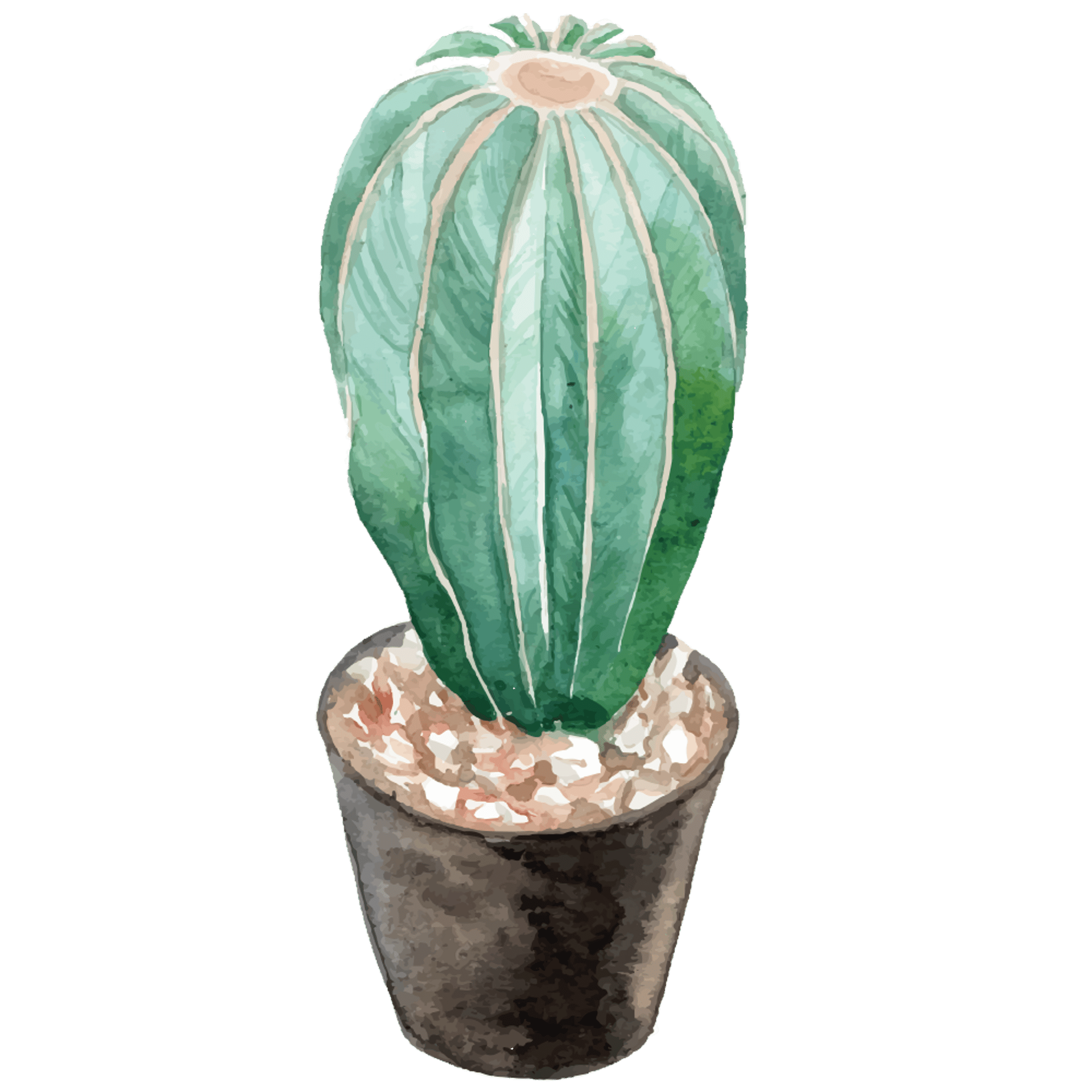 Cactus 2
