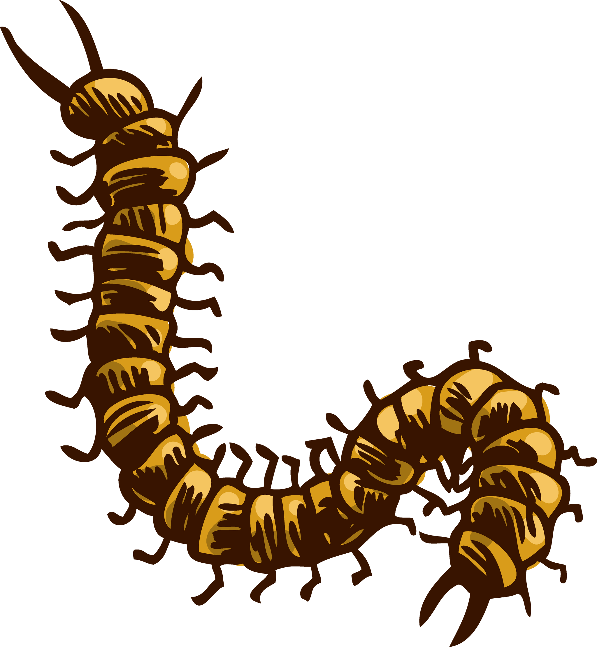 Centipede