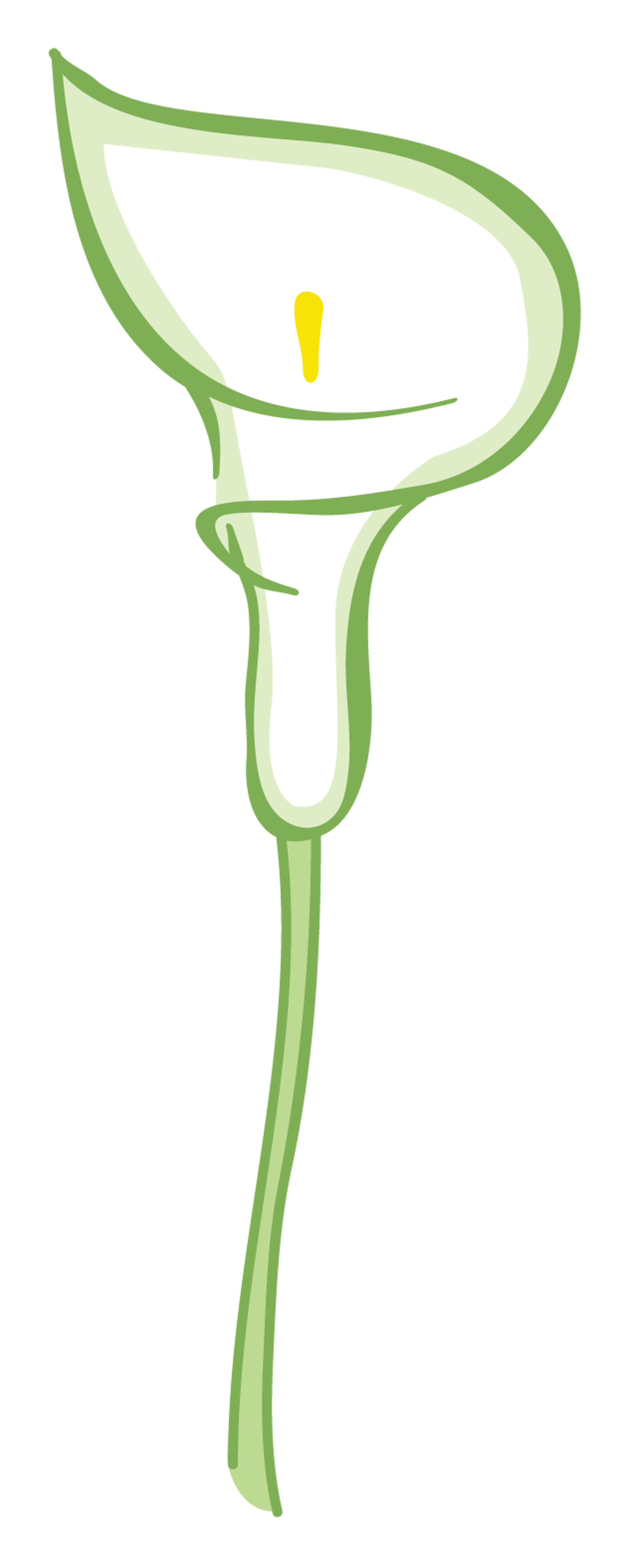 Lily Flower