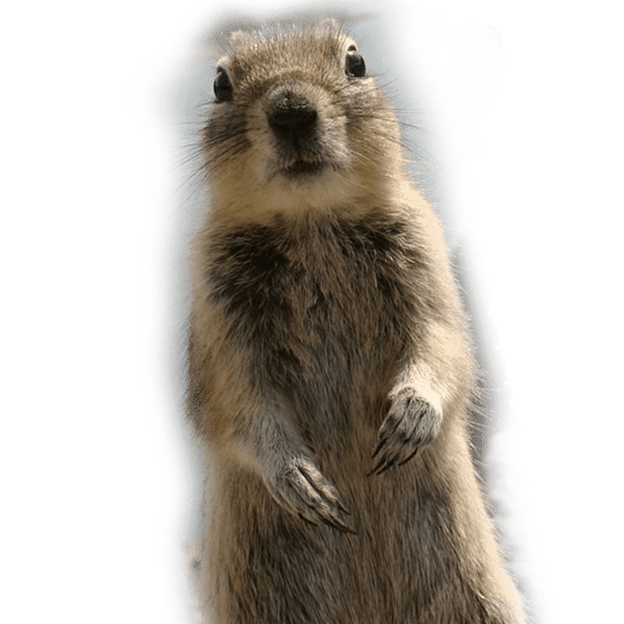 crasher1a.png