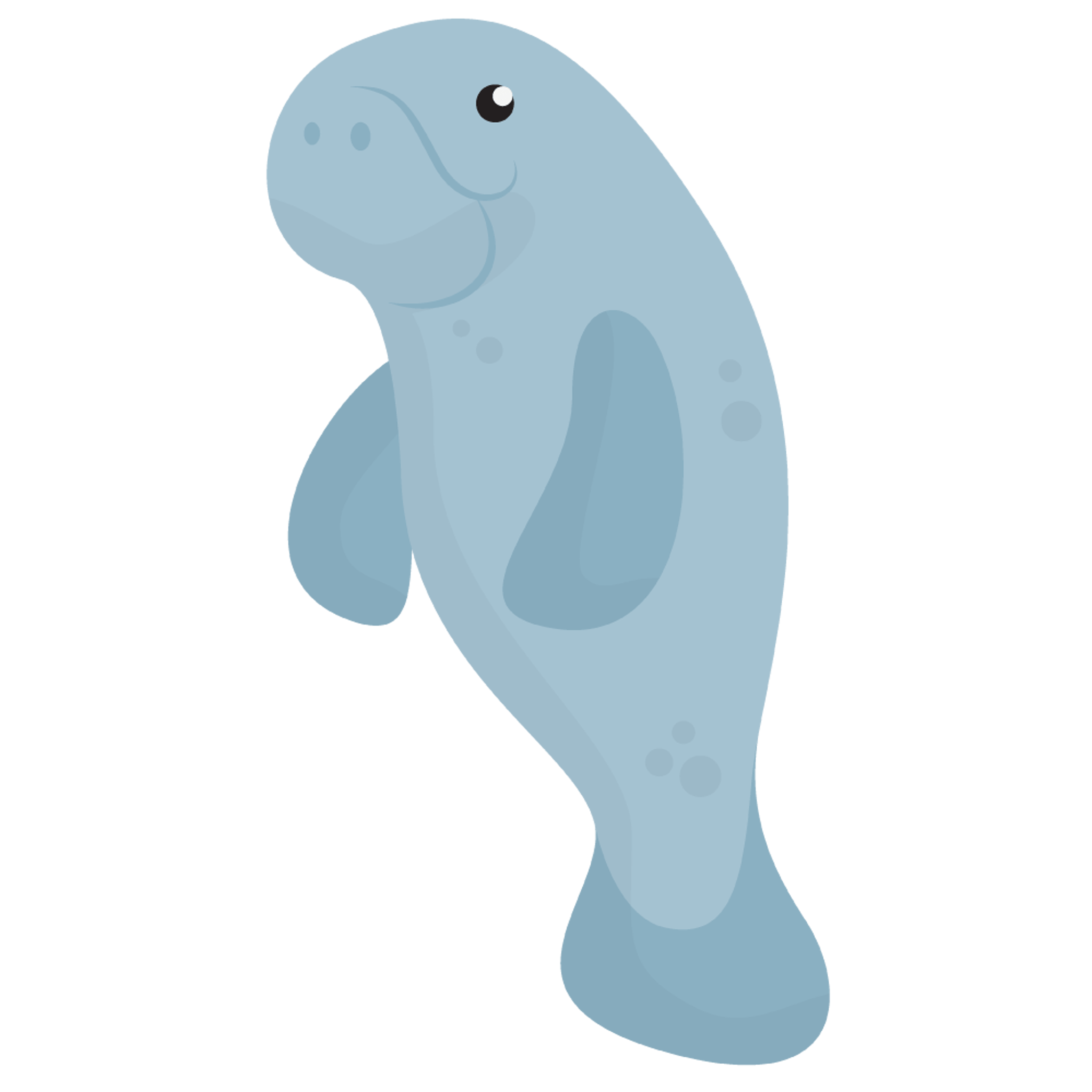 manatee 6