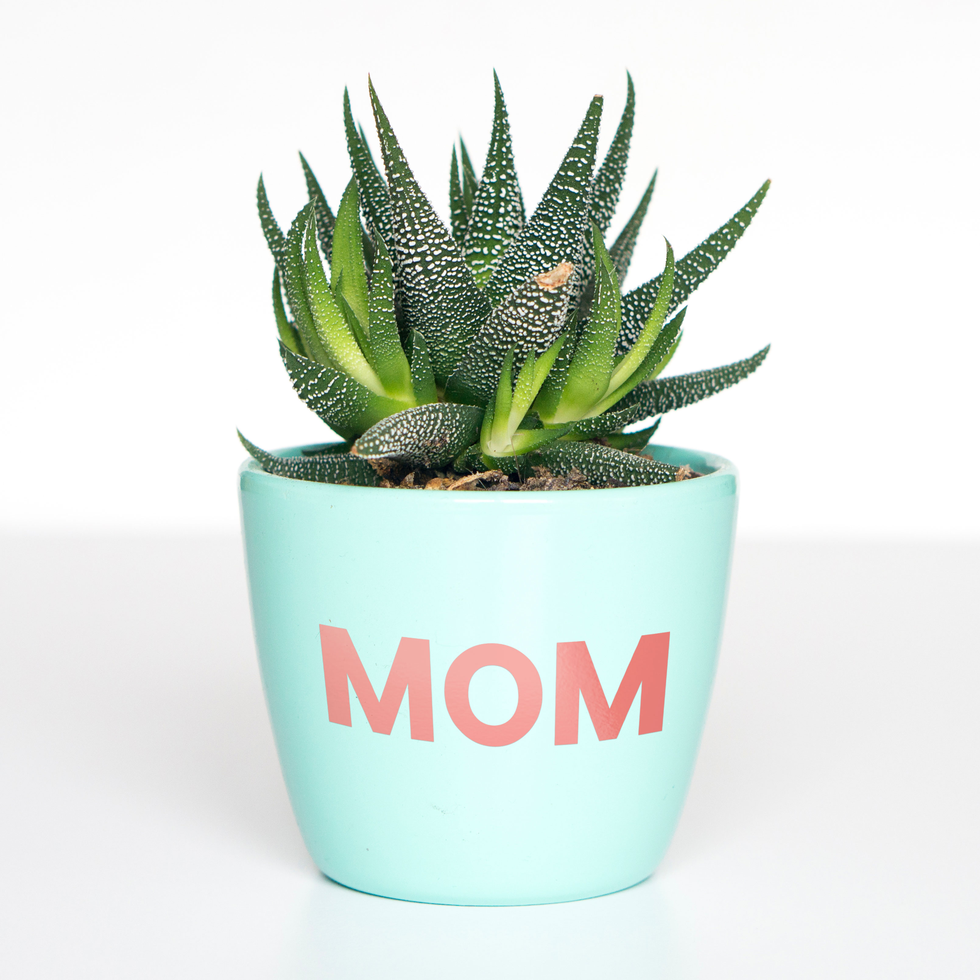 Succulent with vinyl lettering