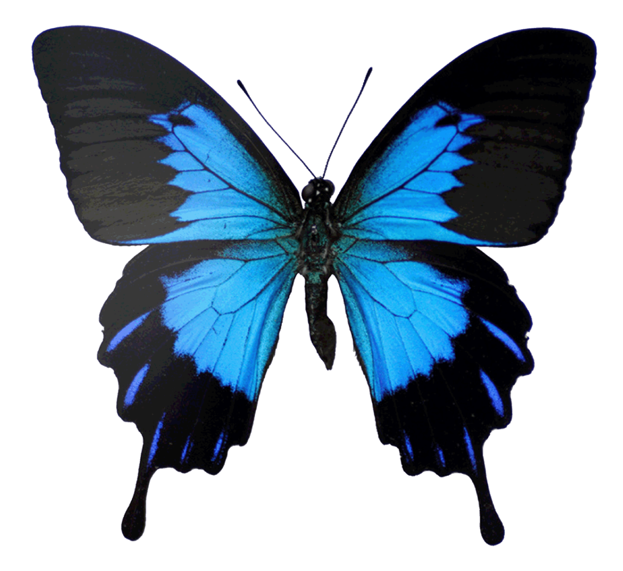 Black and Blue Ulysses Butterfly