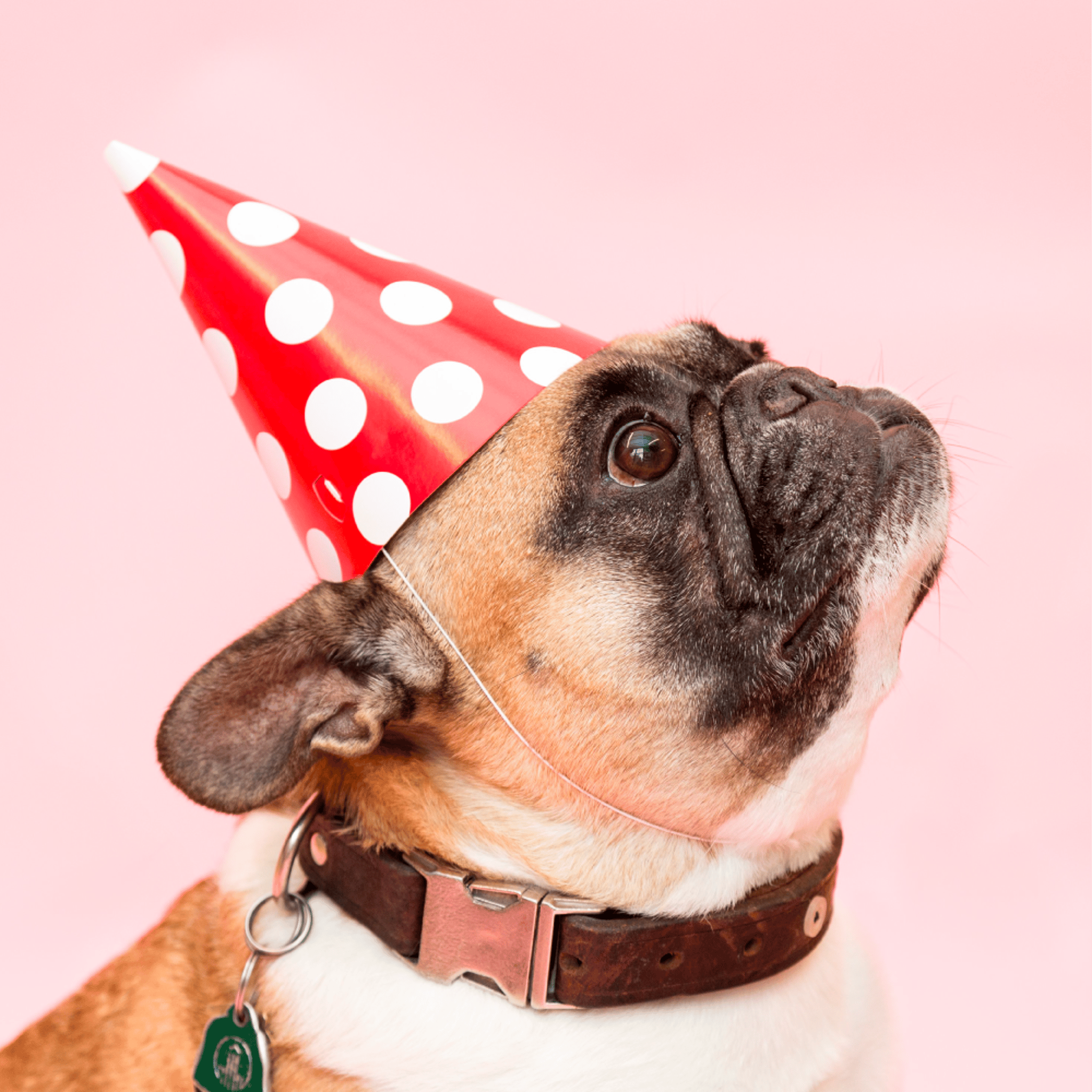 Party Dog Photo