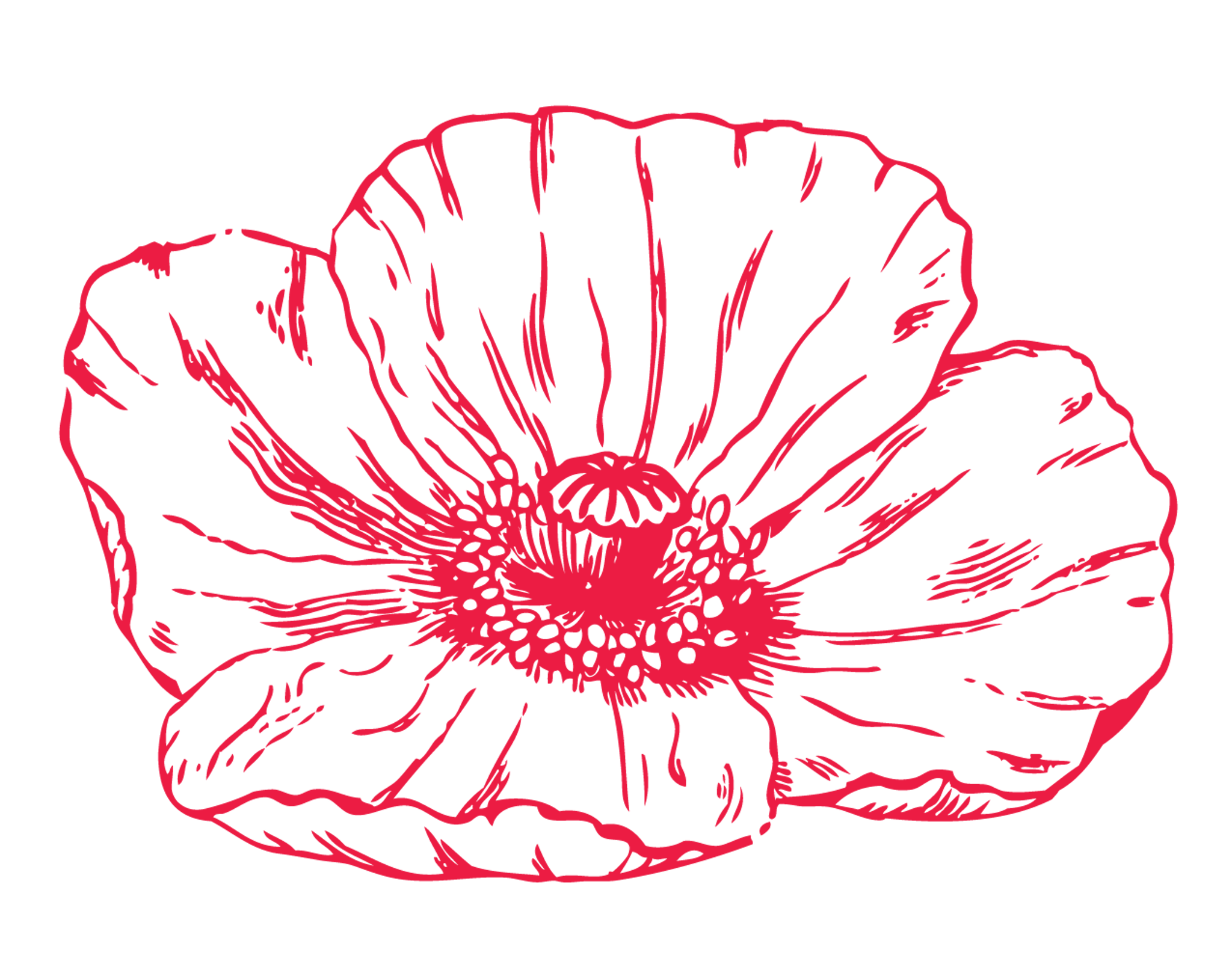 Poppy Flower Drawing