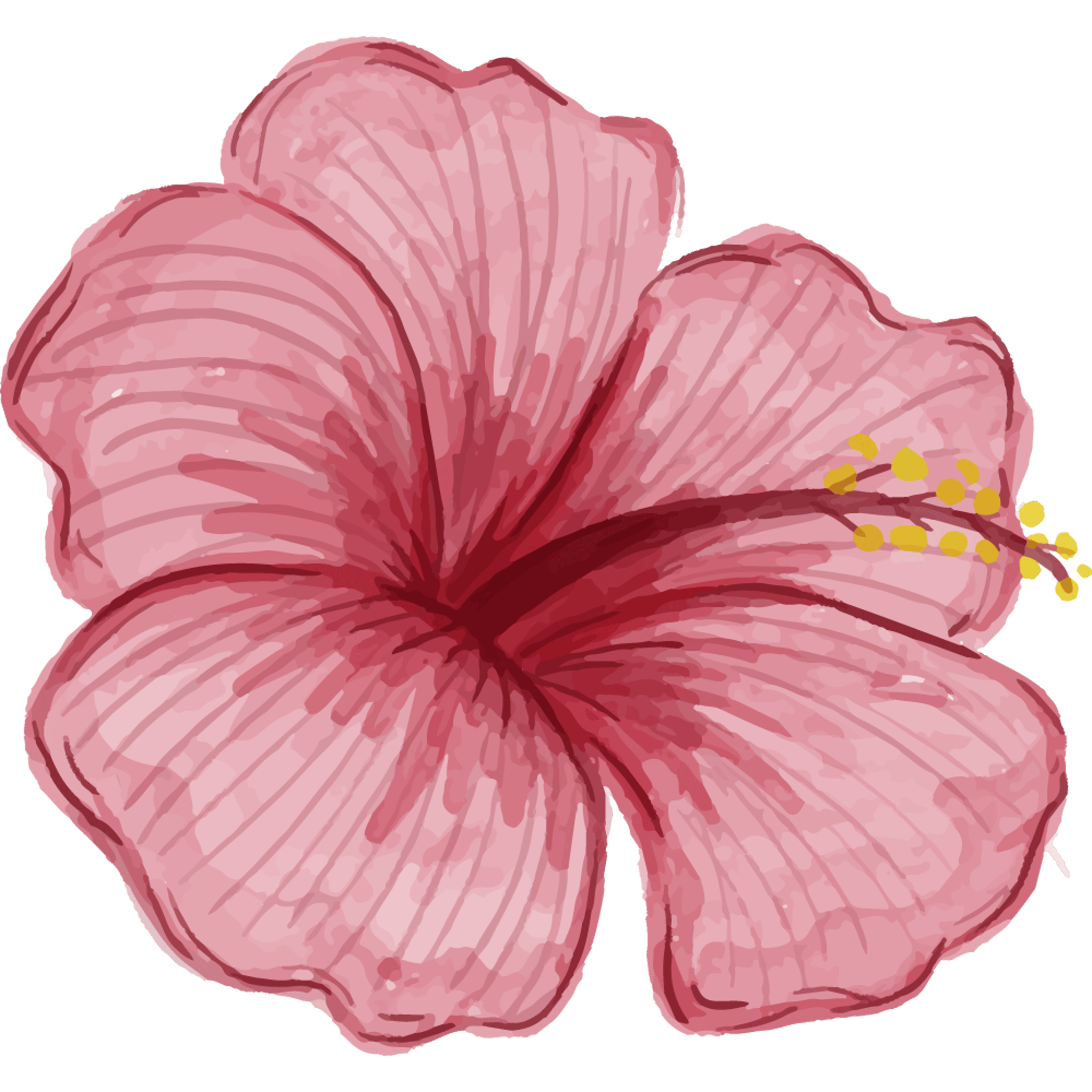 Pink Hibiscus Flower