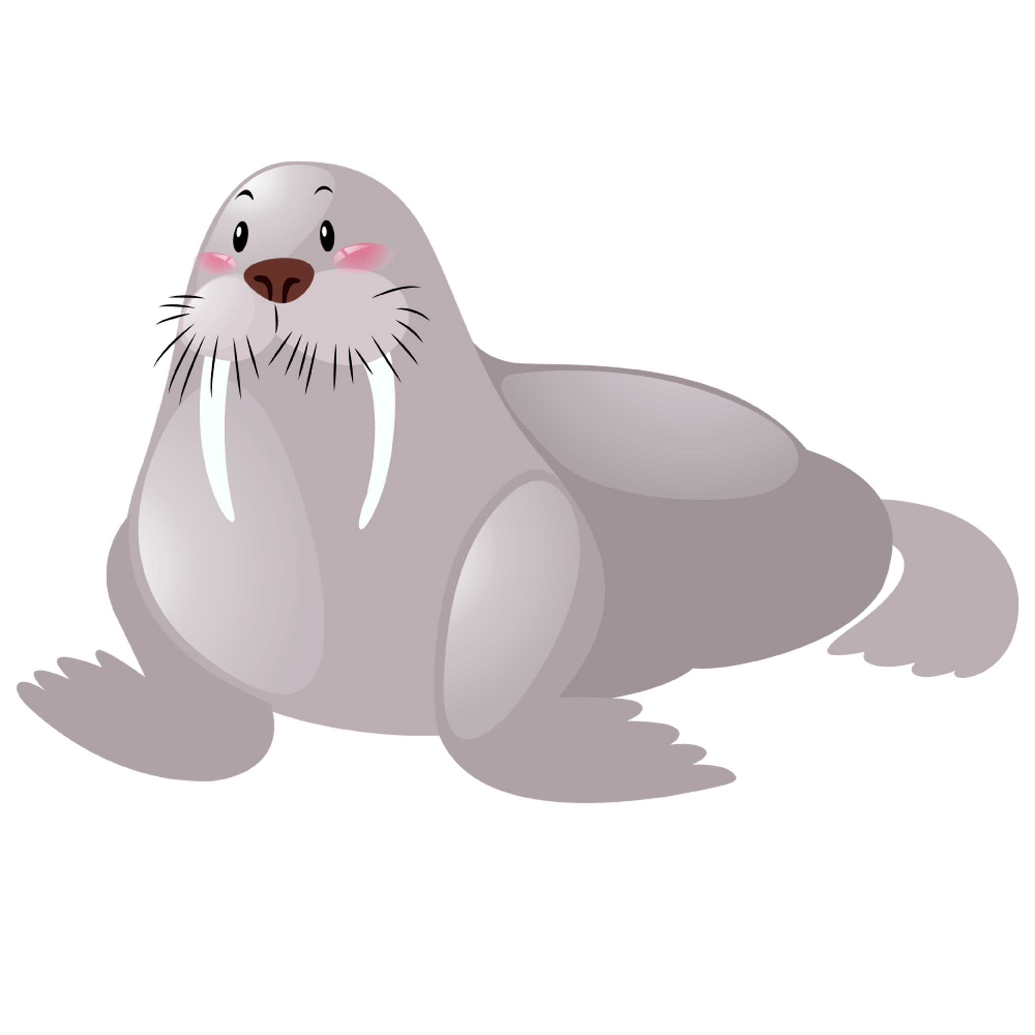 Walrus