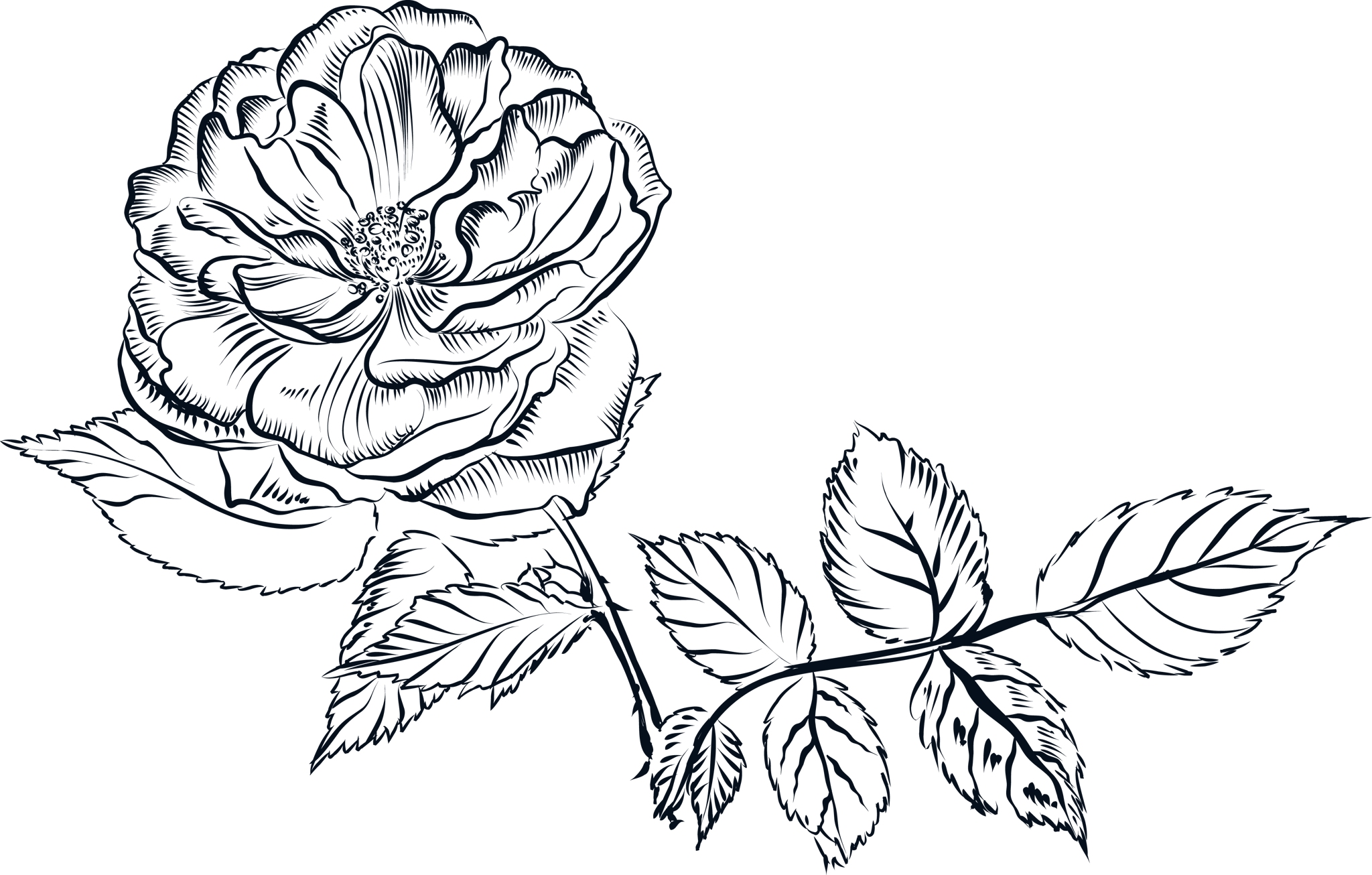 Ink Line Flower and Branch