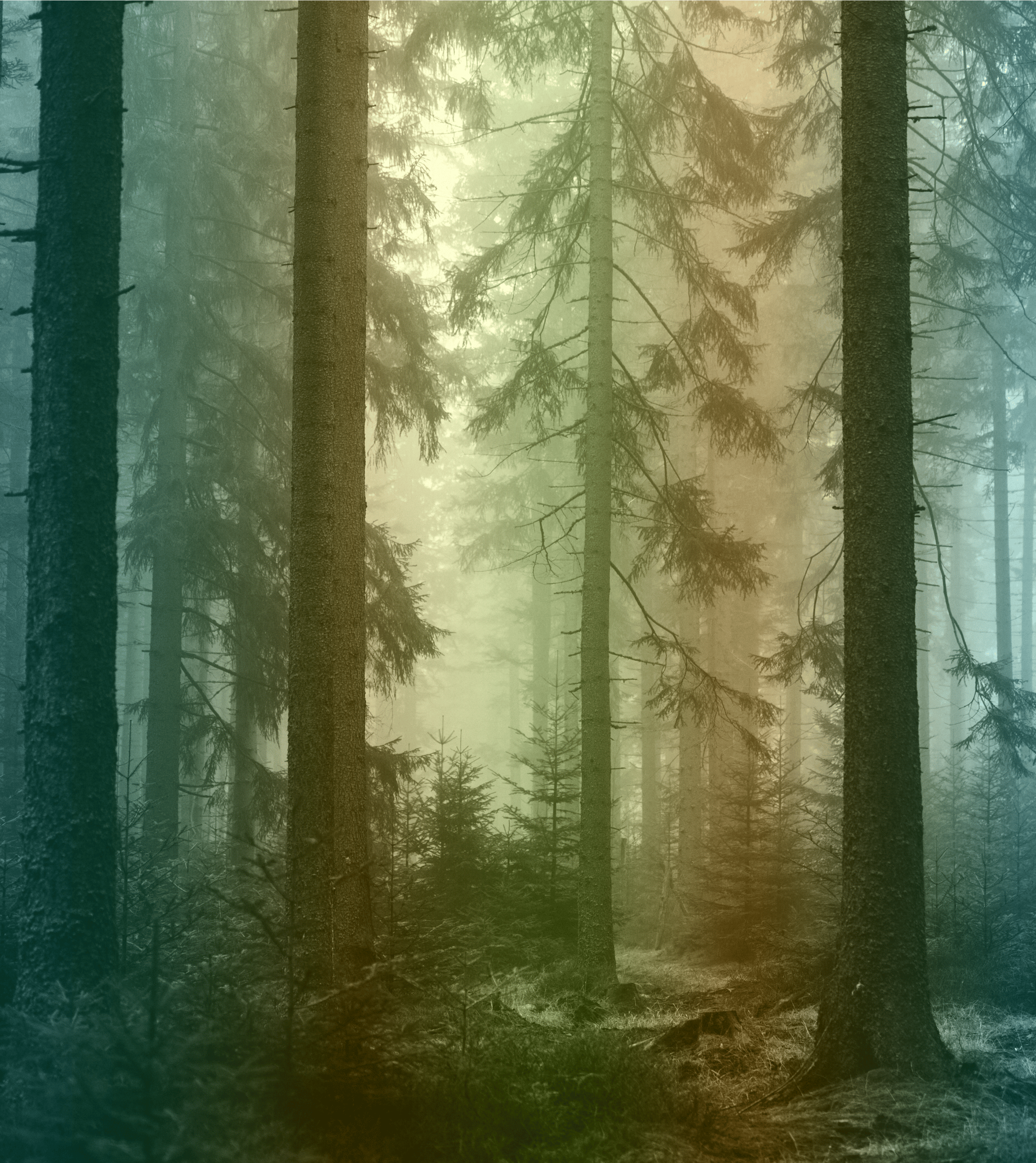 Scenic Deer Silhouette