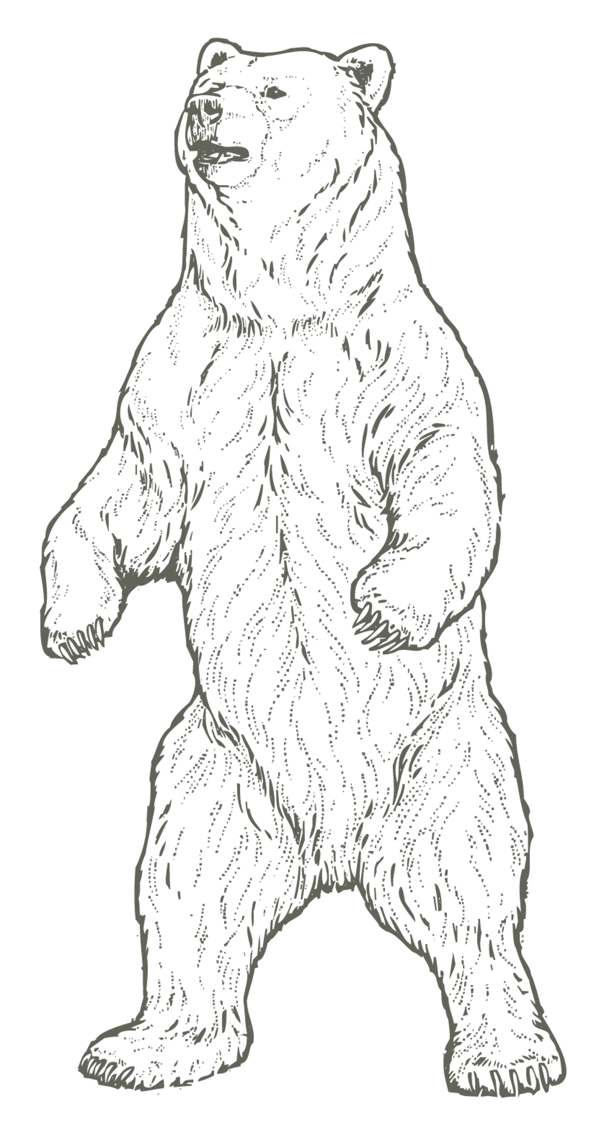 Bear Standing Drawing
