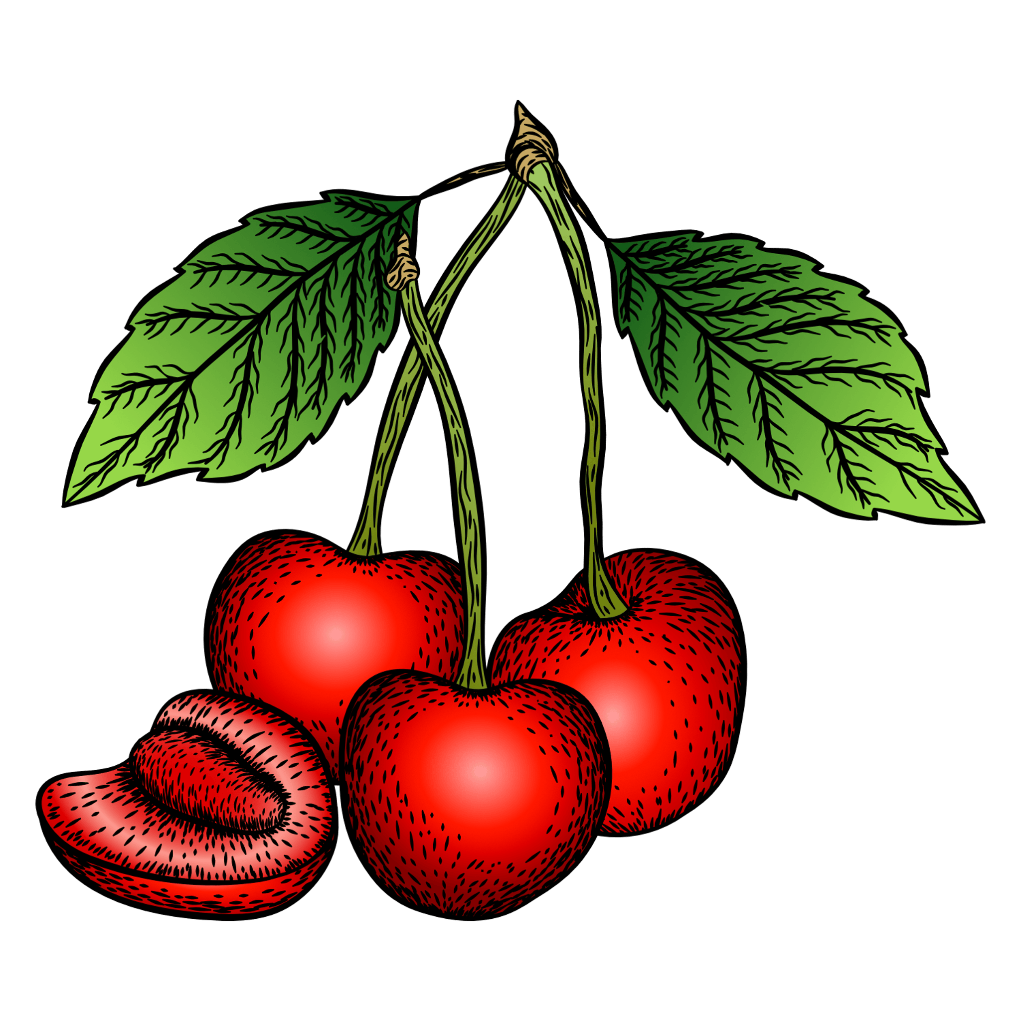 Cherry Illustration