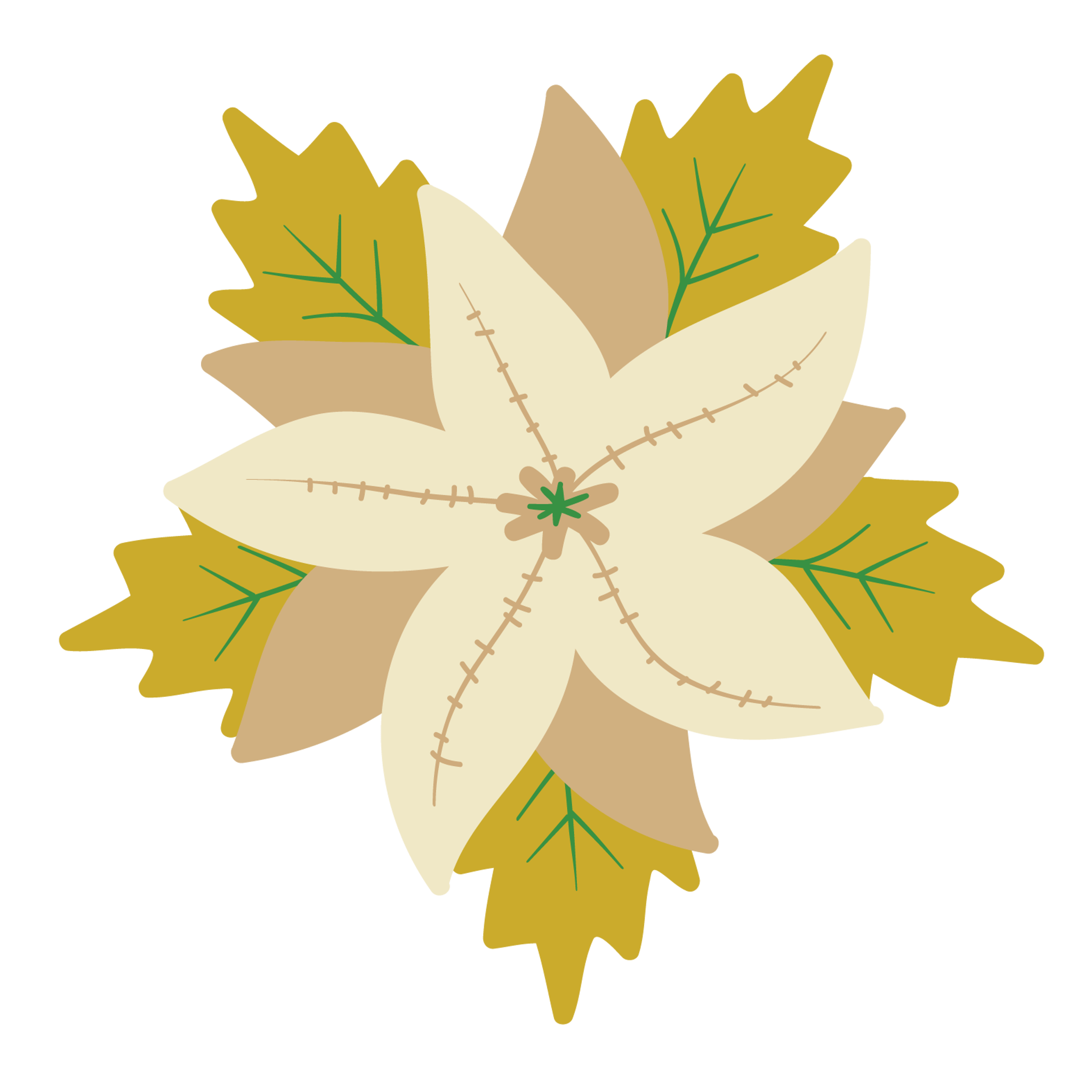 White Poinsettia Christmas Flower 