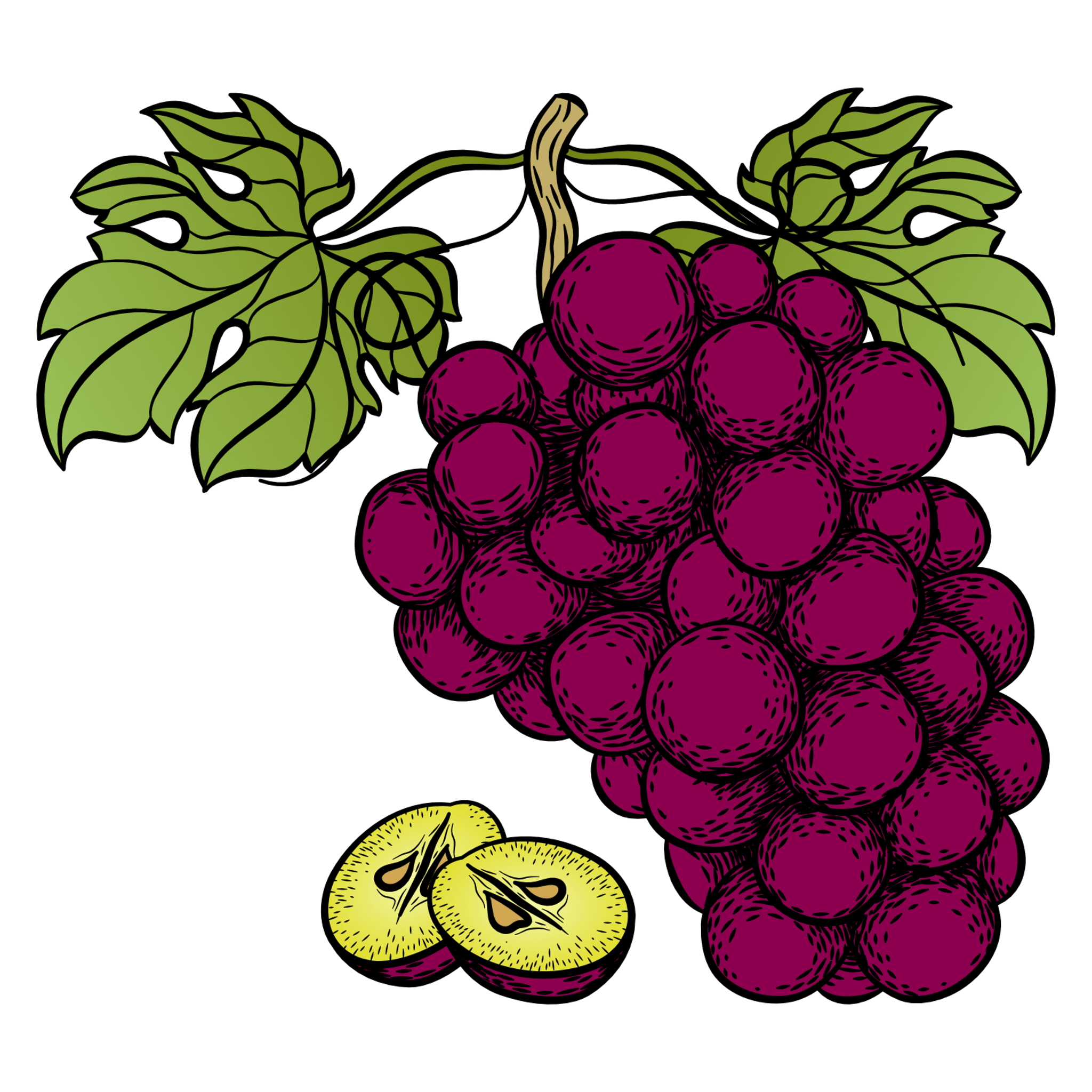 Grapes Illustration