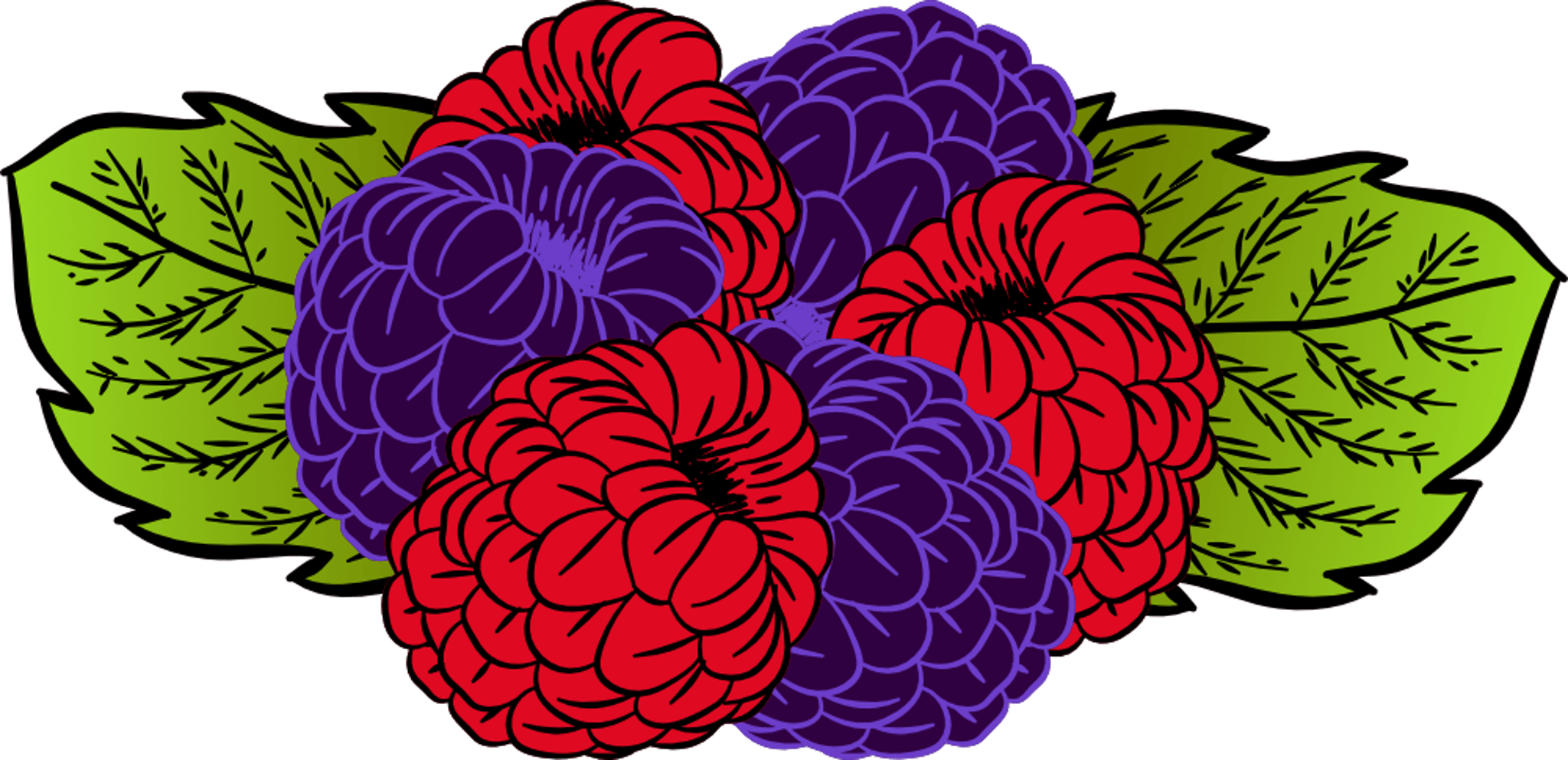 Raspberry Illustration