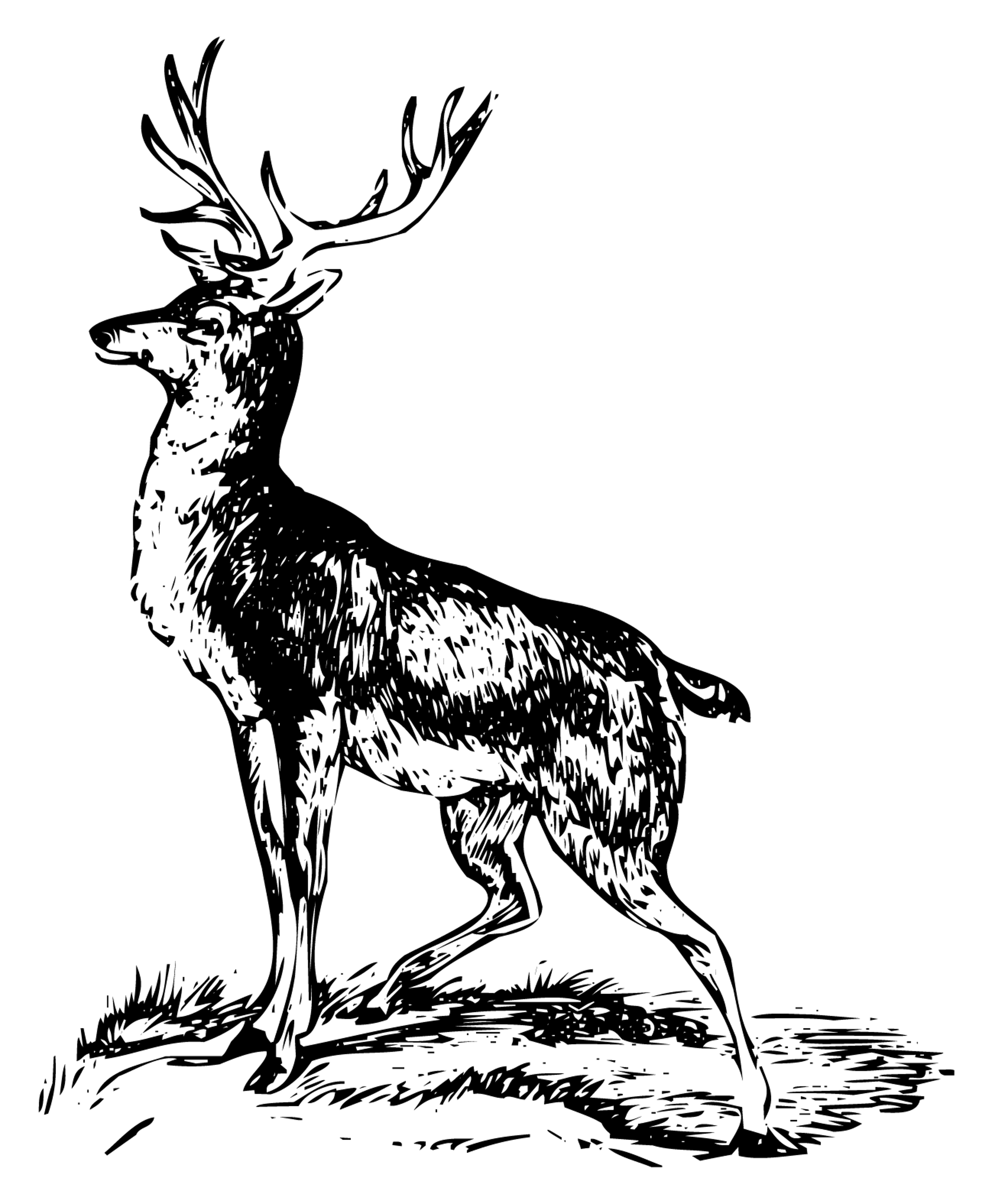 MP_Deer