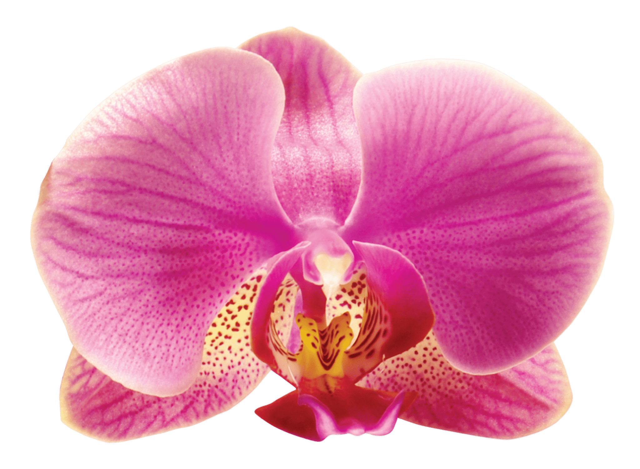 Radiant Orchid Flower