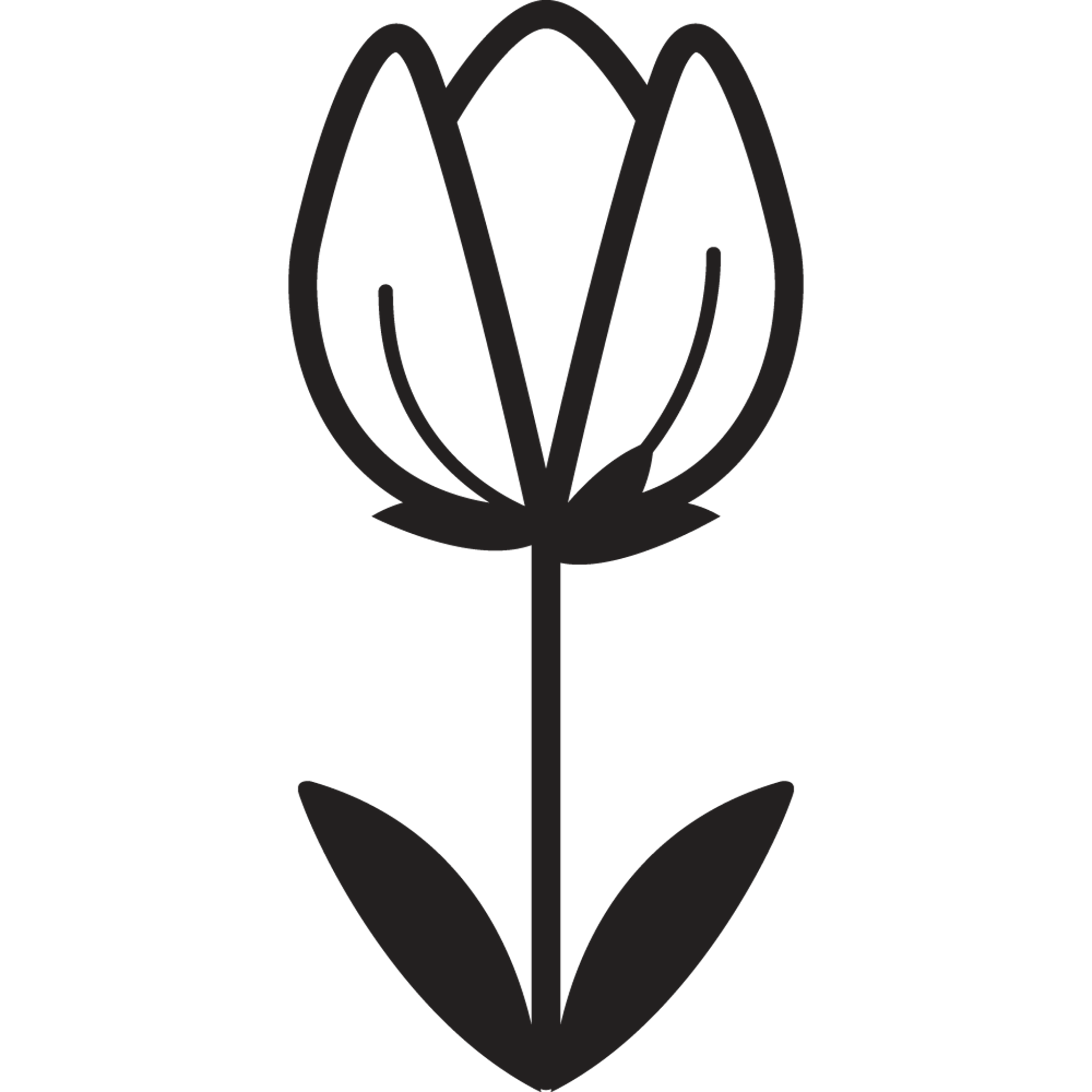 Black and White Tulip Flower