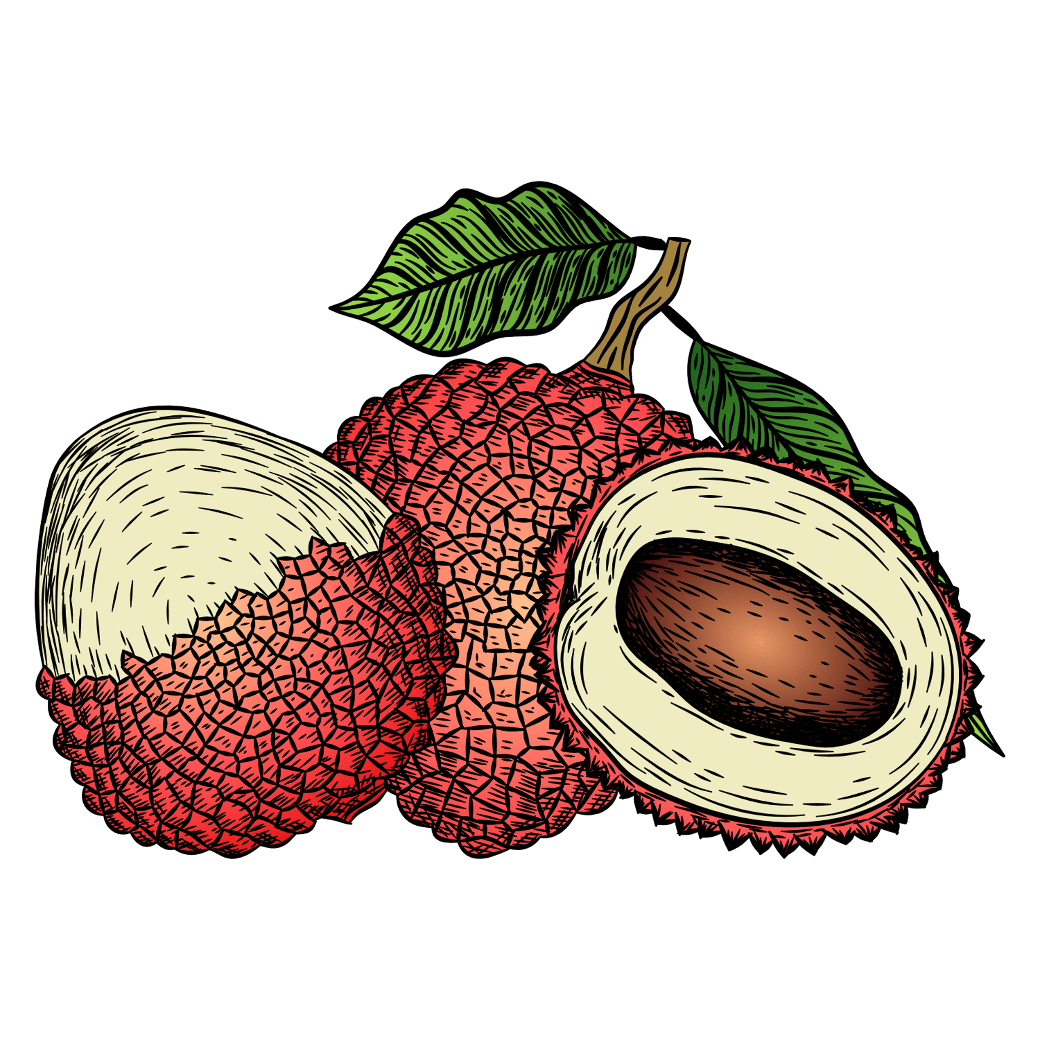 Lychee Illustration
