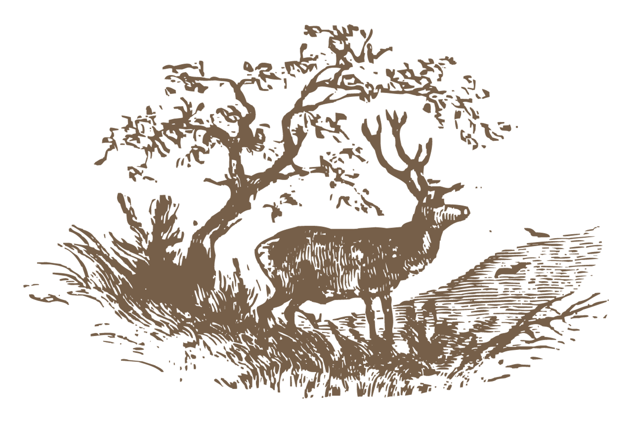 MP_DeerForest